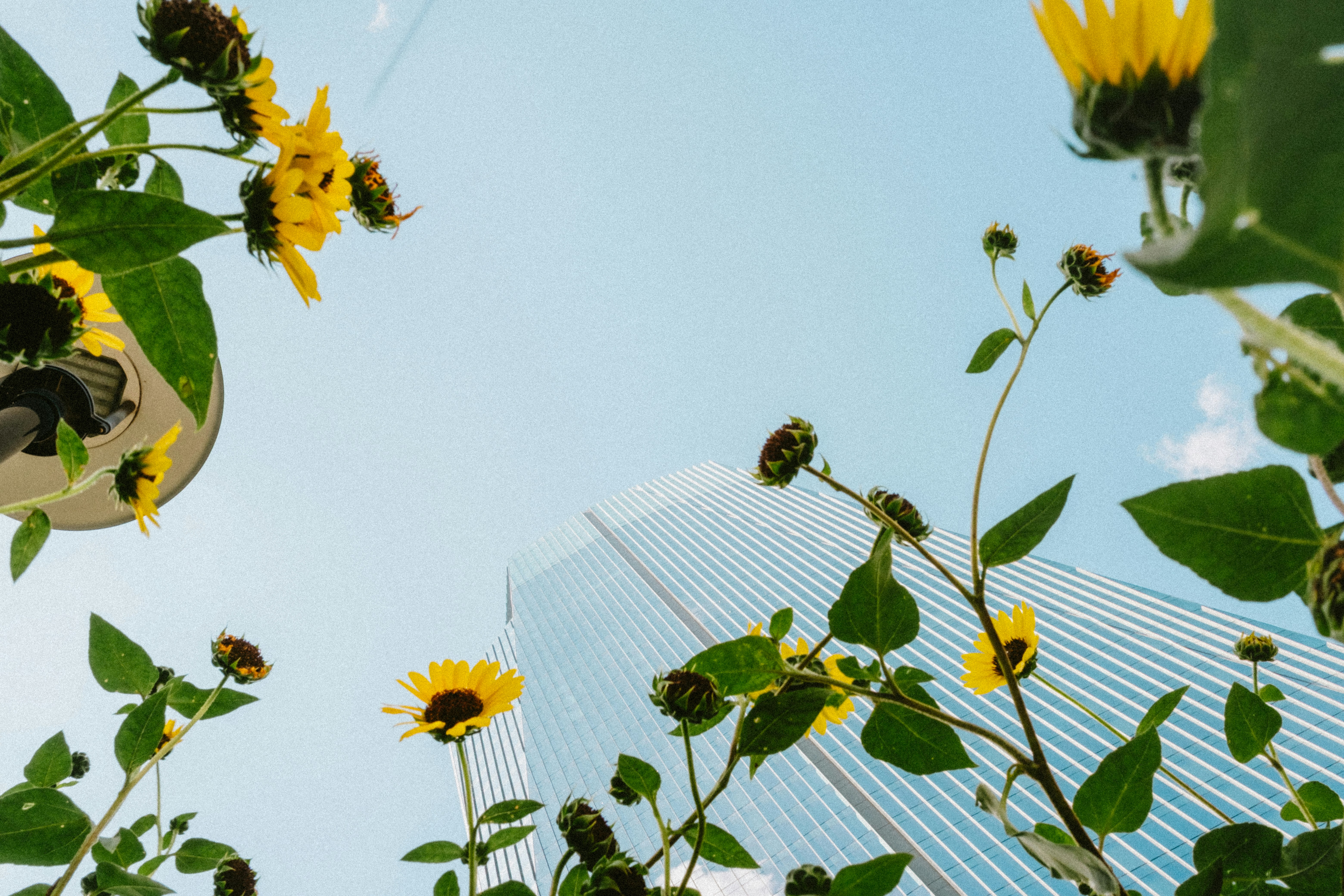 Yellow Flowers Framing Skyscraper Against Blue Sky HD mobile wallpaper