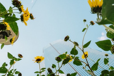 Yellow Flowers Framing Skyscraper Against Blue Sky wallpaper preview