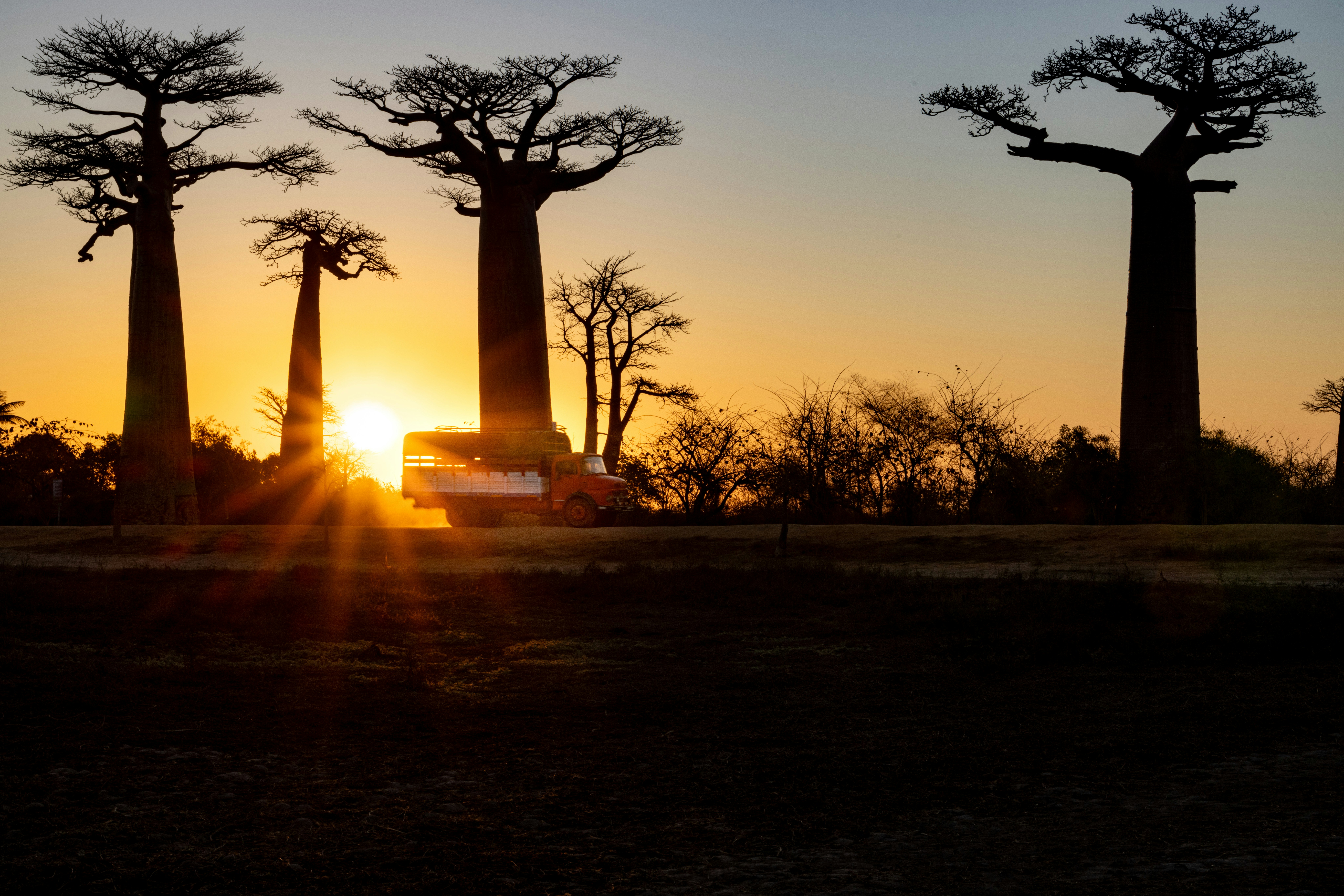 Baobab Trees Silhouette At Sunset With A Vehicle Driving Past. HD mobile wallpaper