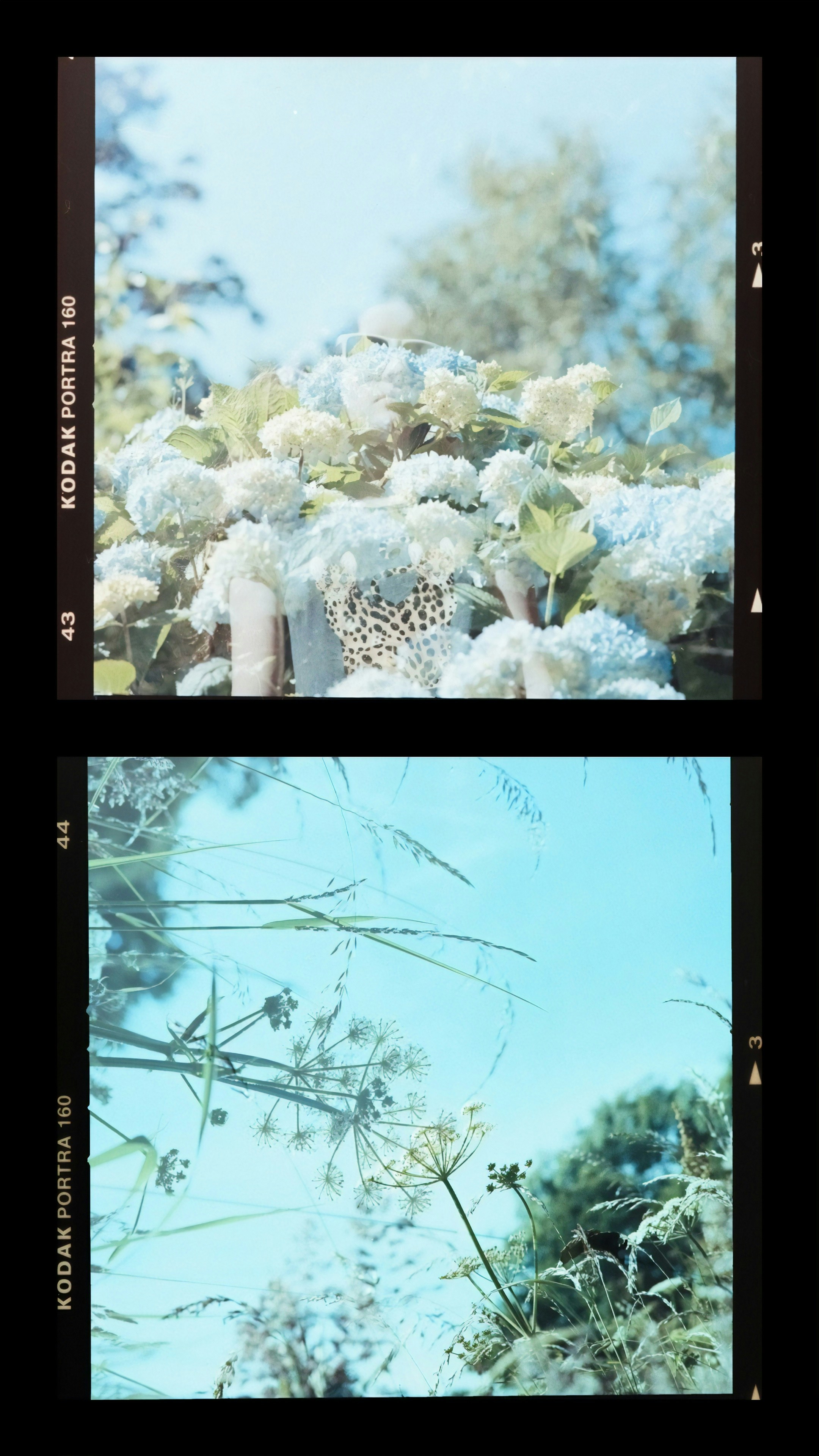 白花在綠草間手機桌布高清圖片