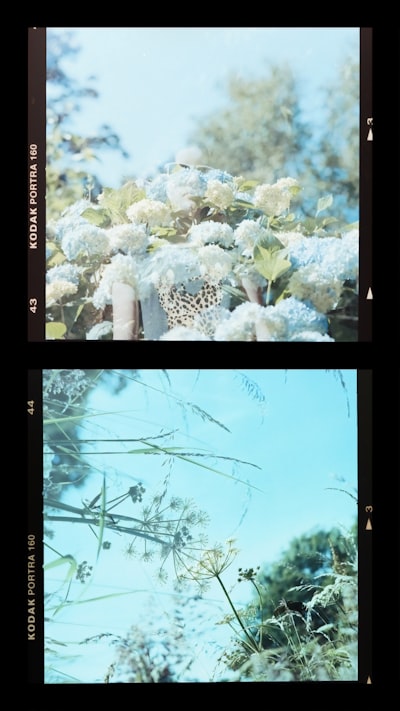 绿草中的白花壁纸预览