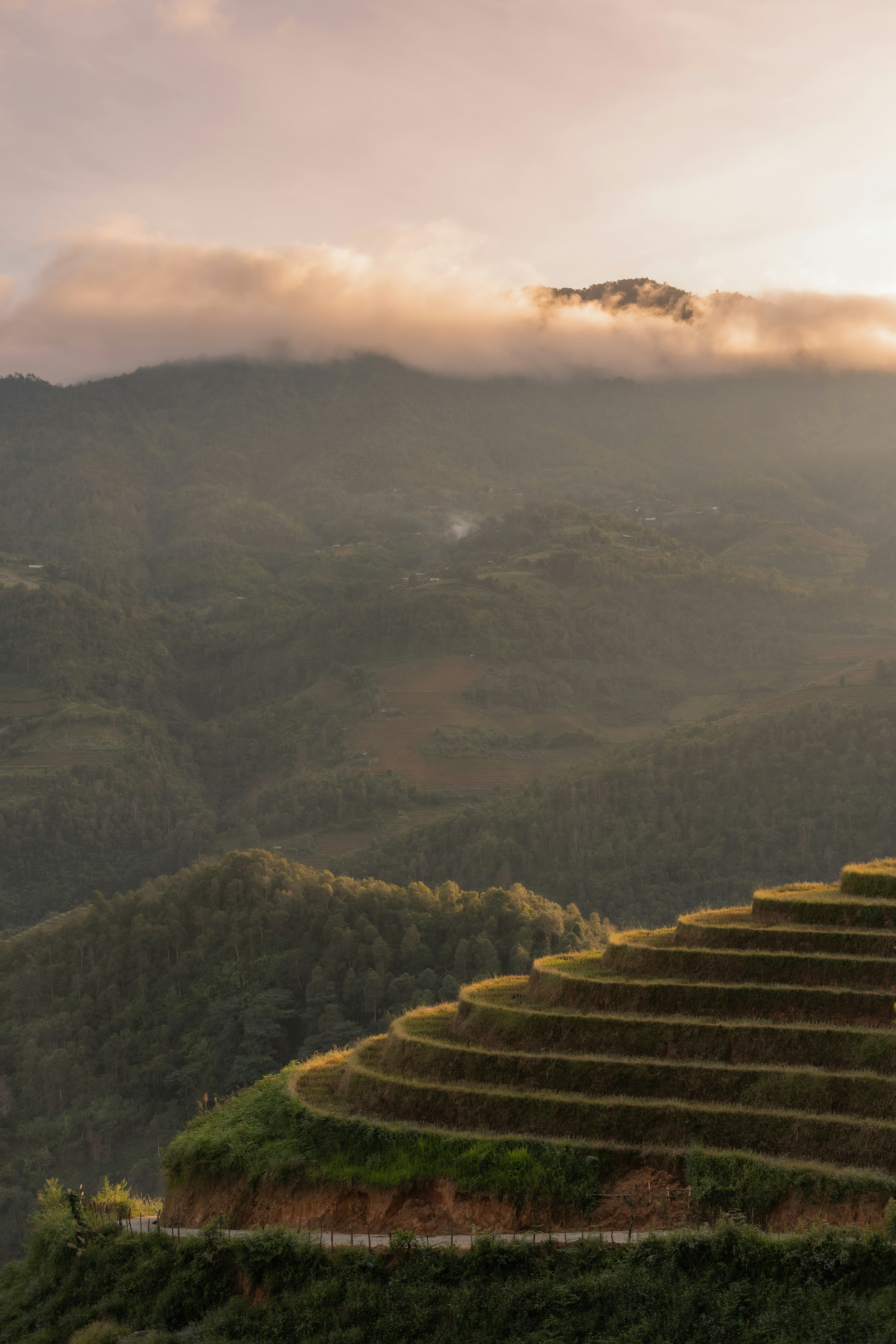 Sunset Over Rice Field In Vietnam HD mobile wallpaper