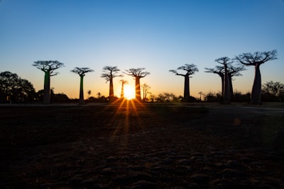 Silhouetted Baobab Trees At Sunset With A Bright Sunburst. wallpaper preview
