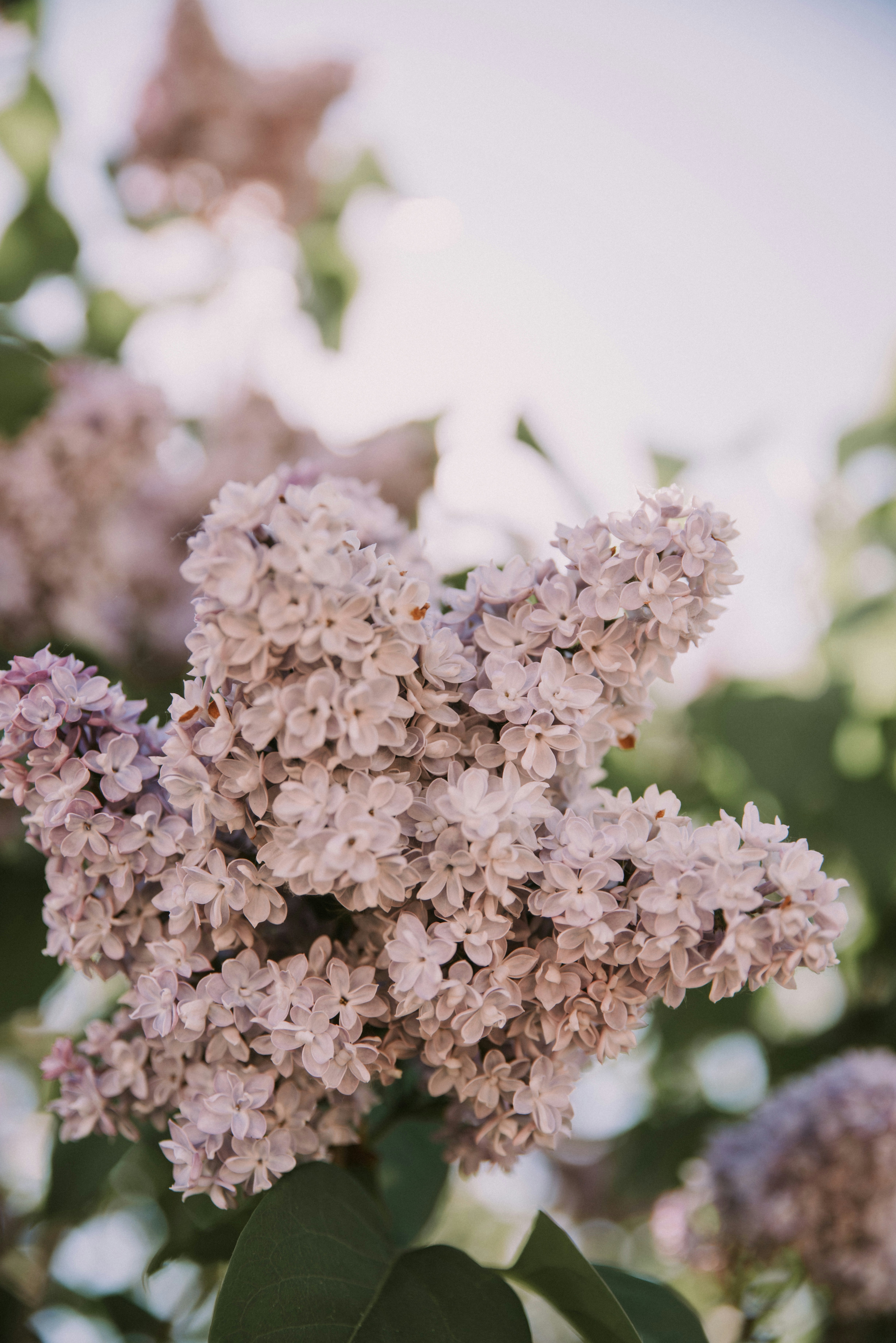 A Beautiful Cluster Of Light Purple Lilac Flowers In Bloom. HD mobile wallpaper