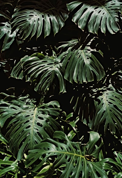 Monstera Plant Leaf Shadows At Madeira Island, On 35mm Film wallpaper preview