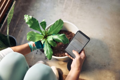 Person Planting A Houseplant And Checking Phone wallpaper preview