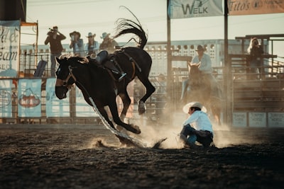 Horse 1, Cowboy 0 wallpaper preview