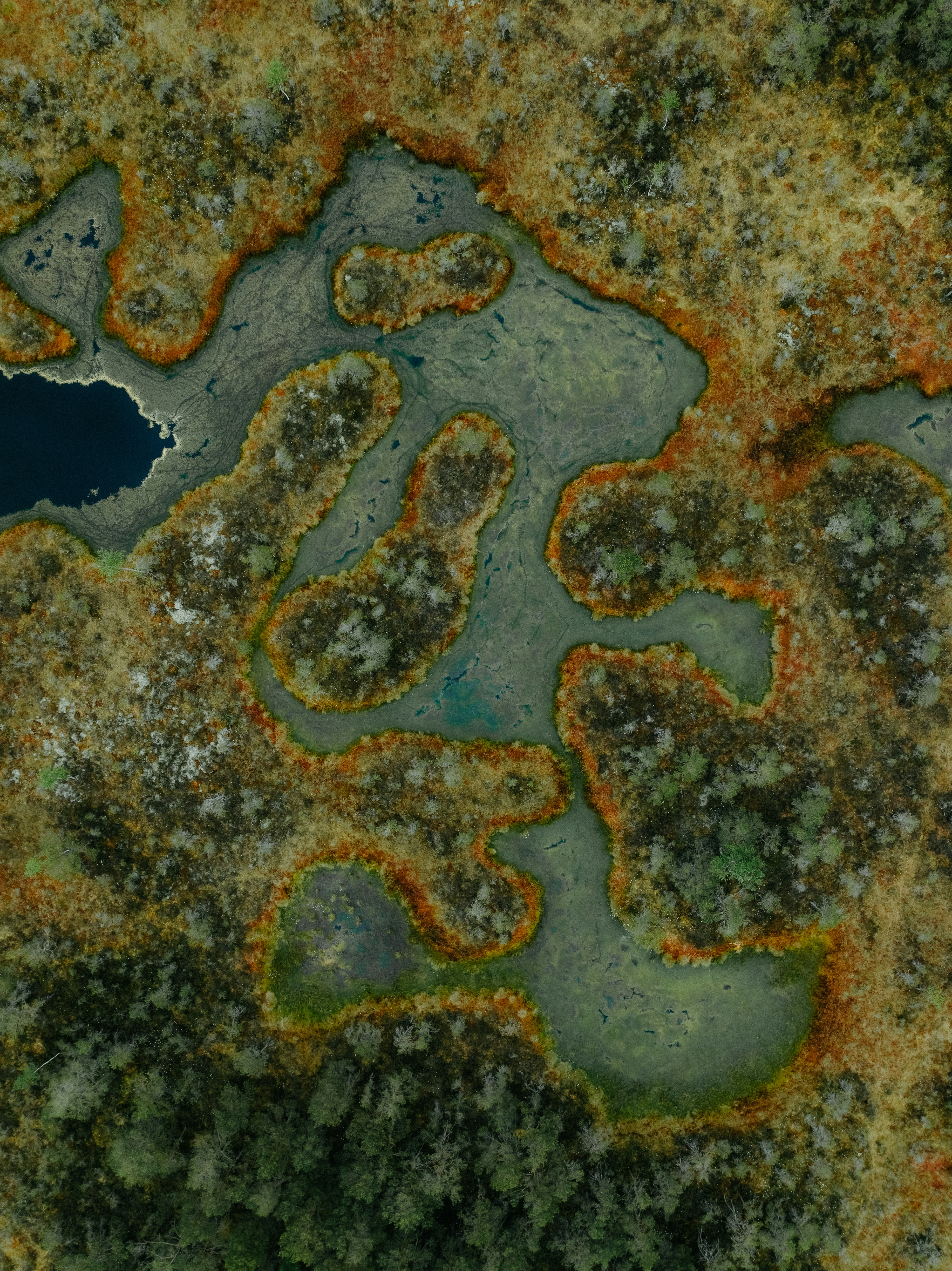 Aerial View Of A Vibrant, Intricate Bog Landscape With Water. HD mobile wallpaper