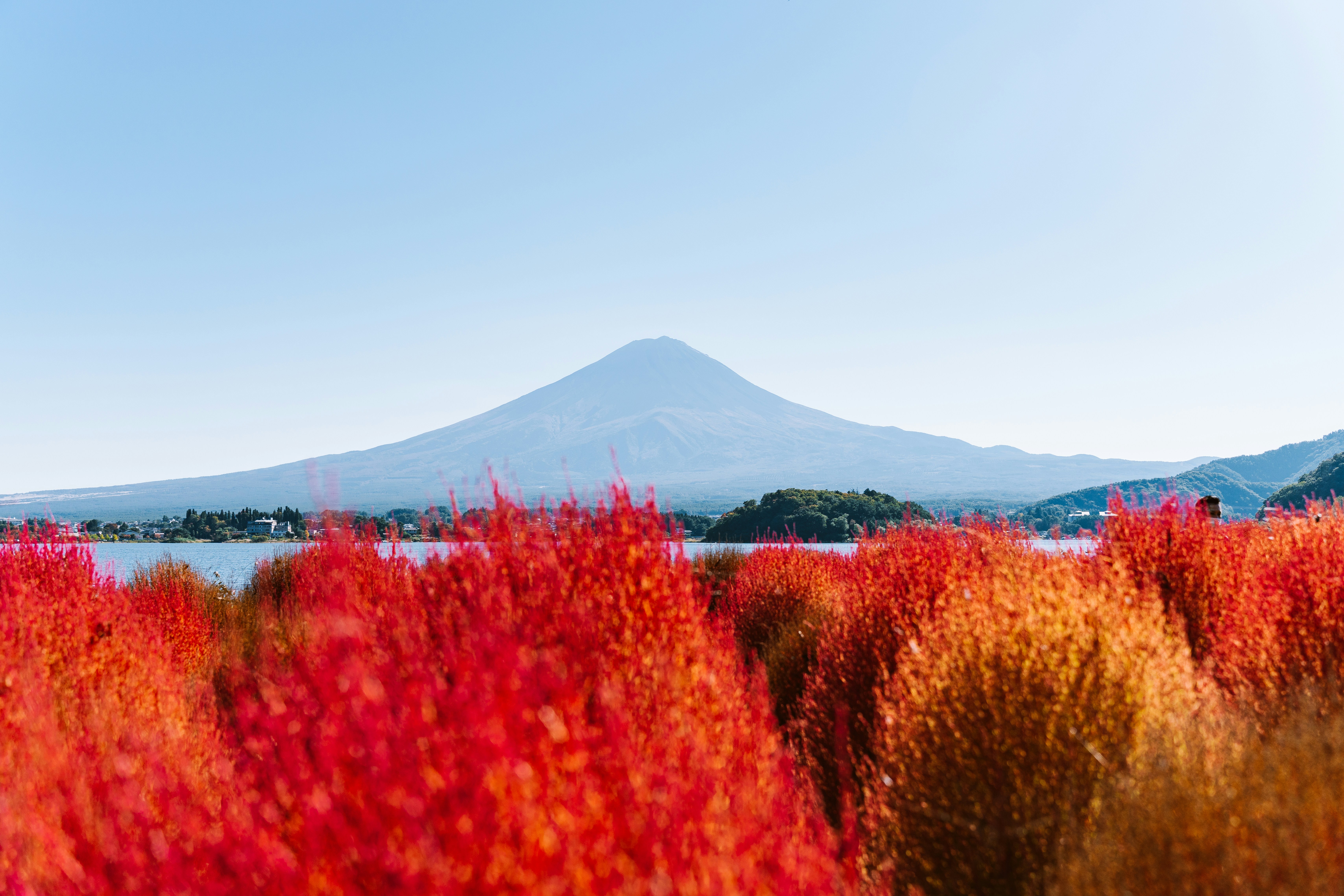 深紅的柚子灌木下的富士山手機桌布高清圖片