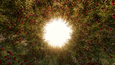 Bright Light At The End Of A Flower-lined Tunnel. wallpaper preview