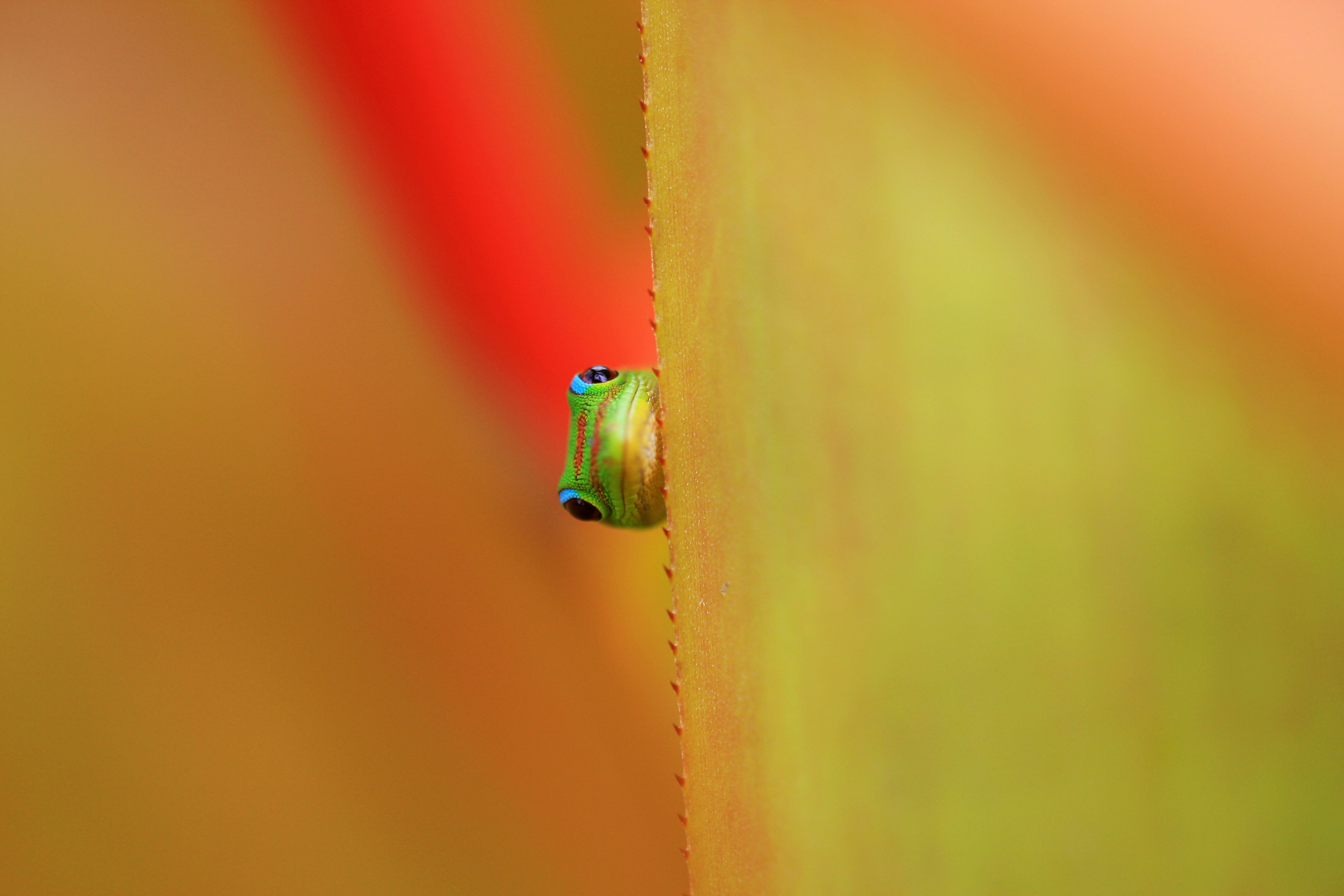 Gecko, Green, Colorful, HD mobile wallpaper