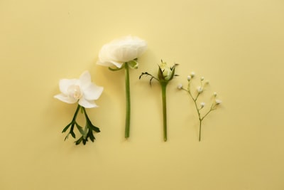 四朵洁白的花朵静静地躺在黄色背景上壁纸预览