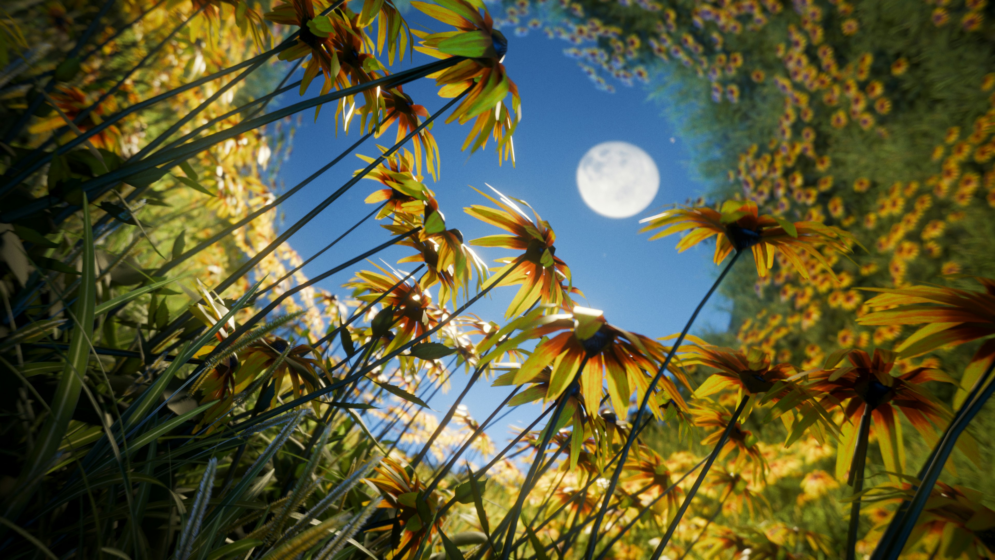 Full Moon In Blue Sky Framed By Yellow Flowers. HD mobile wallpaper