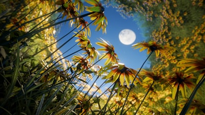 Full Moon In Blue Sky Framed By Yellow Flowers. wallpaper preview