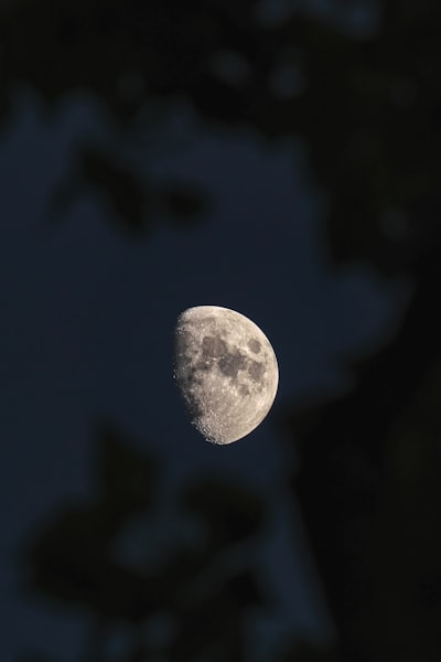 暗夜天幕中的半月，叶片的模糊框架壁纸预览