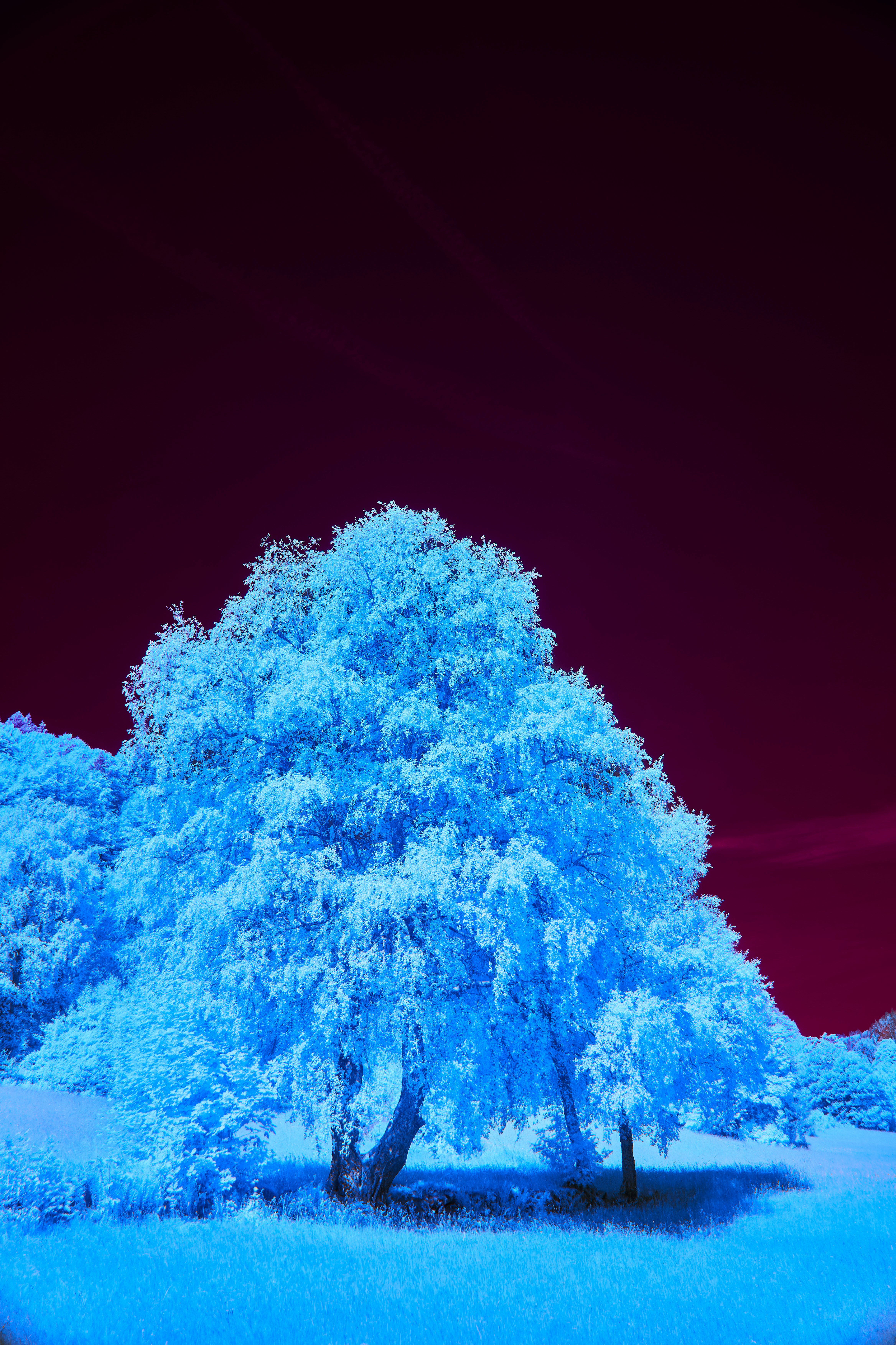 Vibrant Blue Tree Stands Against A Dark Purple Sky. HD mobile wallpaper