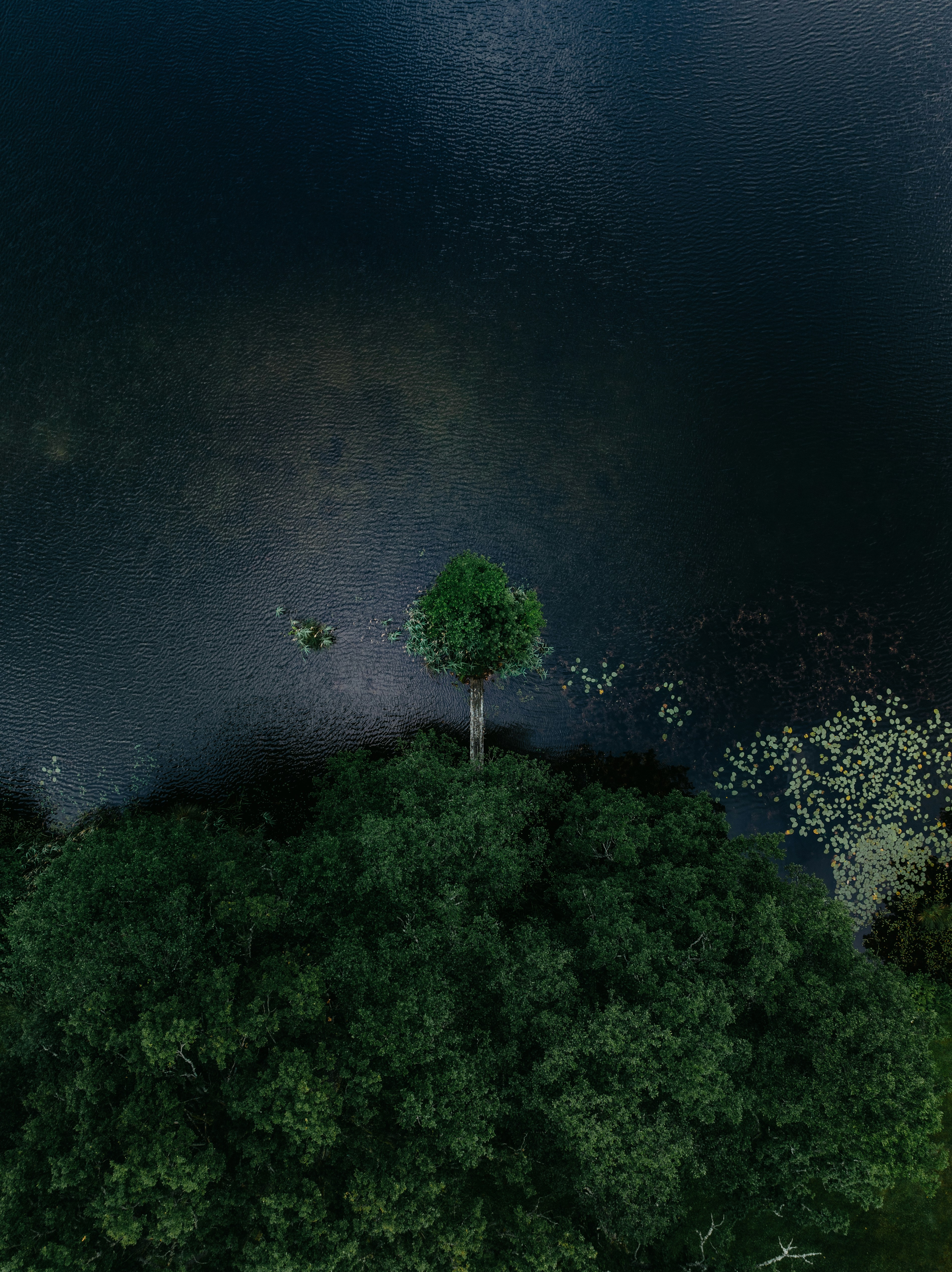 Aerial View Of A Lone Tree By A Dark Lake. HD mobile wallpaper