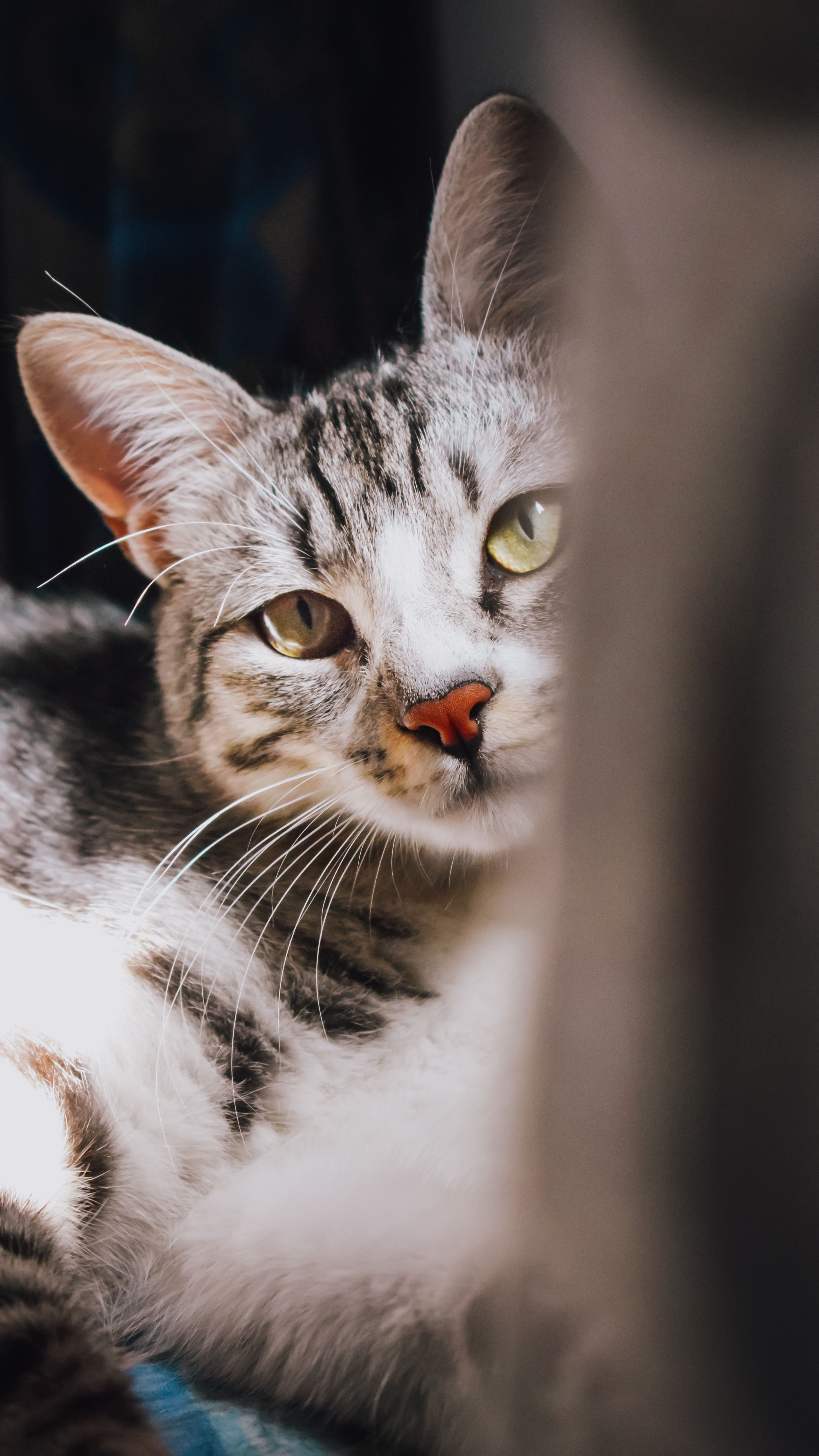 Close-up Of A Curious Gray Tabby Cat With Green Eyes Lounging Indoors, Showcasing Its Whiskers. HD mobile wallpaper