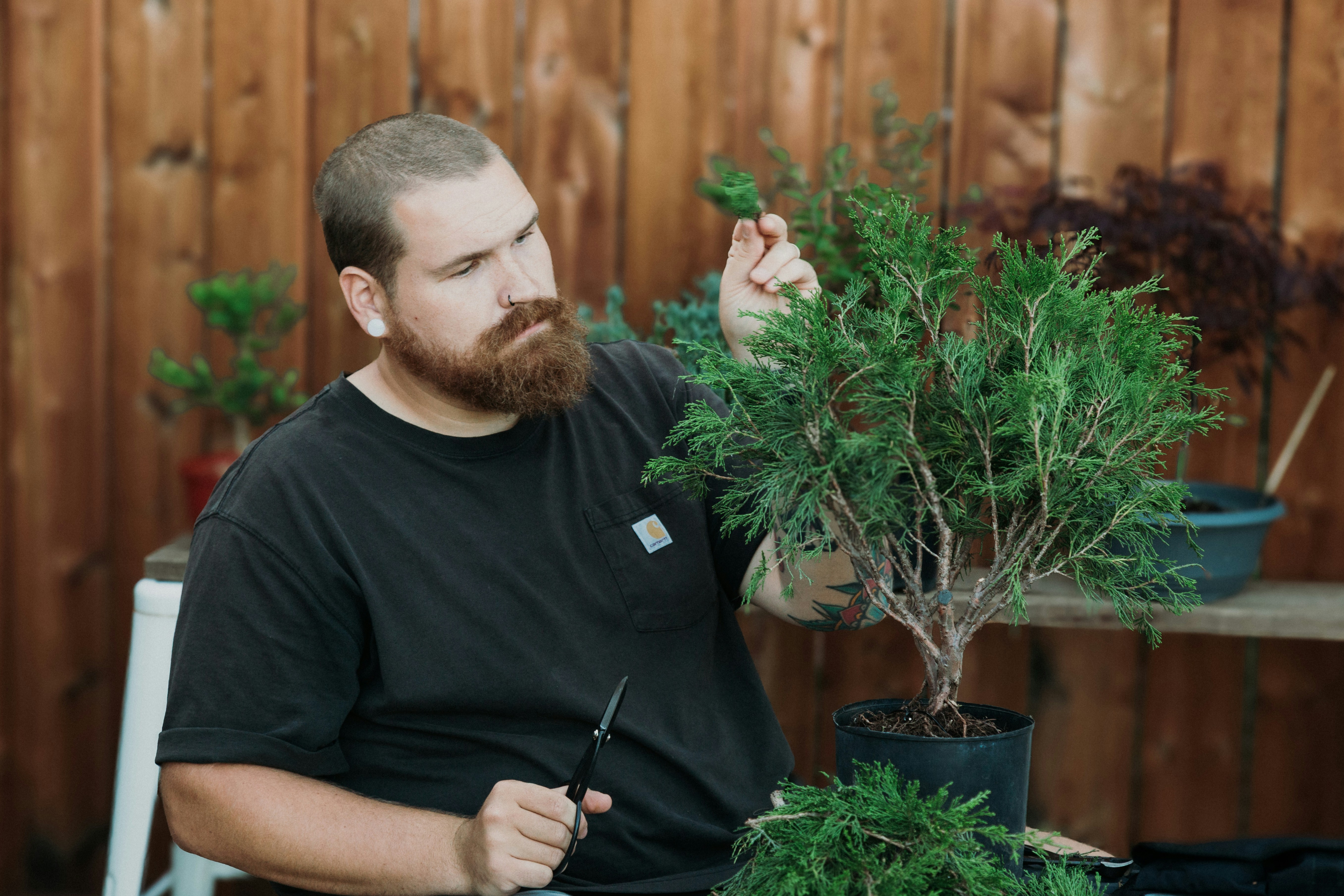 Bearded Man Pruning A Small Bonsai Tree HD mobile wallpaper