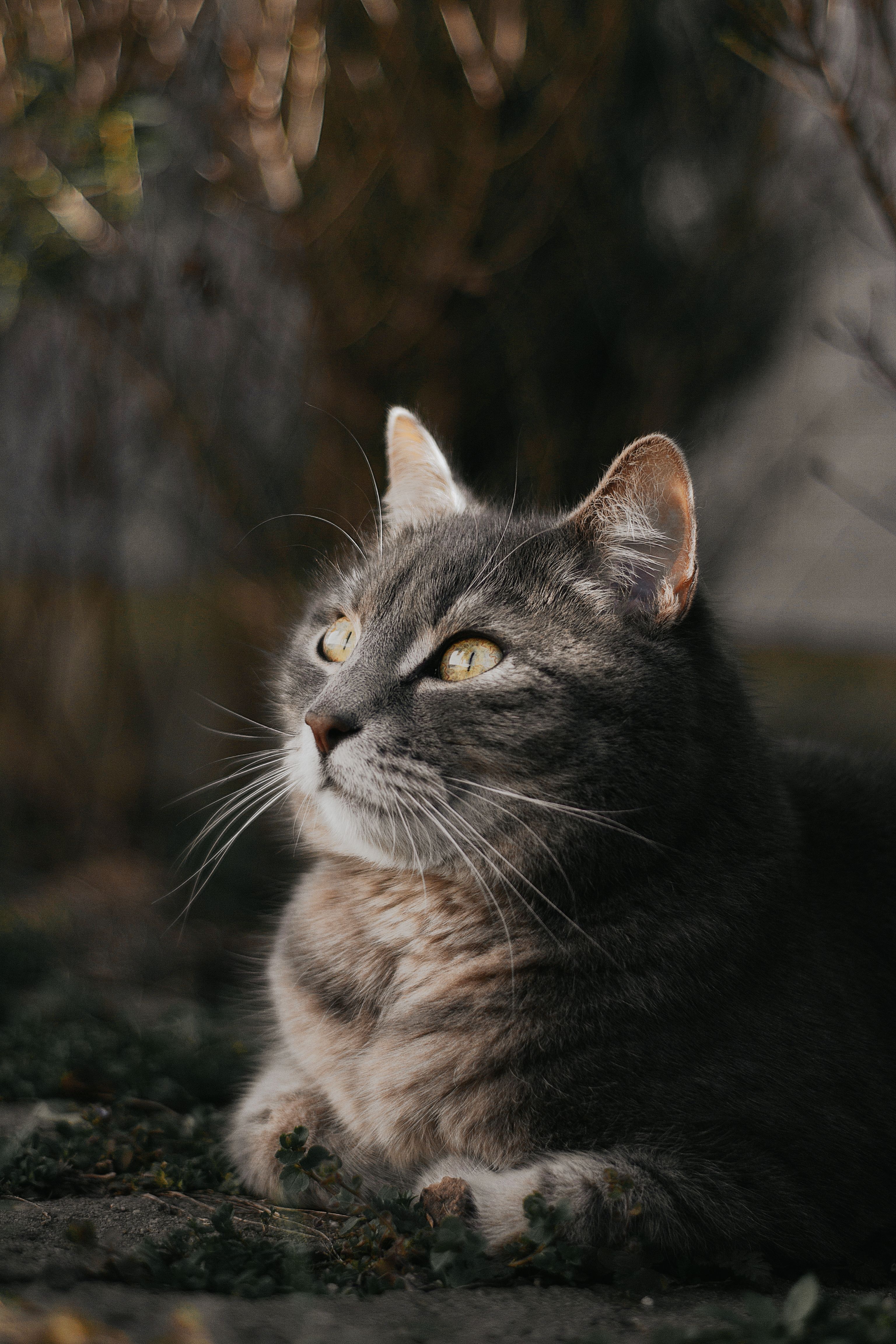 A Serene Gray Cat Rests Outside In A Hungarian Garden, Basking In The Soft Daylight. HD mobile wallpaper