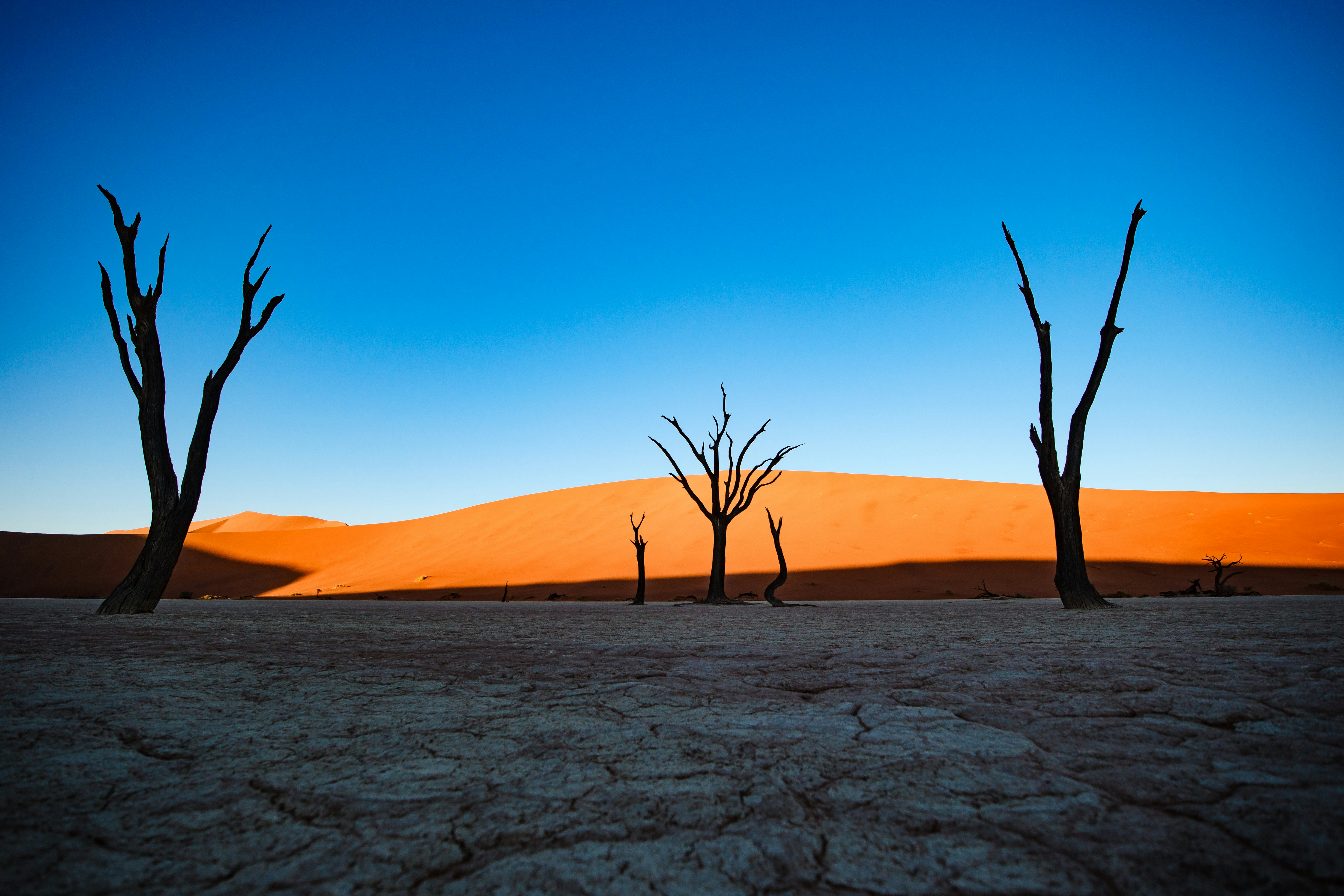 Dead Trees In A Cracked Desert With Orange Dunes. HD mobile wallpaper