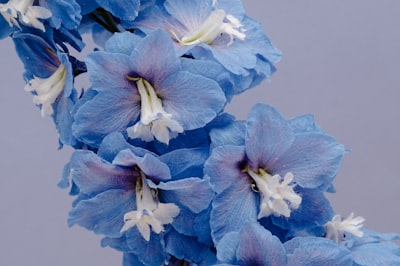 蓝色百合的近景：鲜艳的蓝色花朵衬托着白色的中心壁纸预览