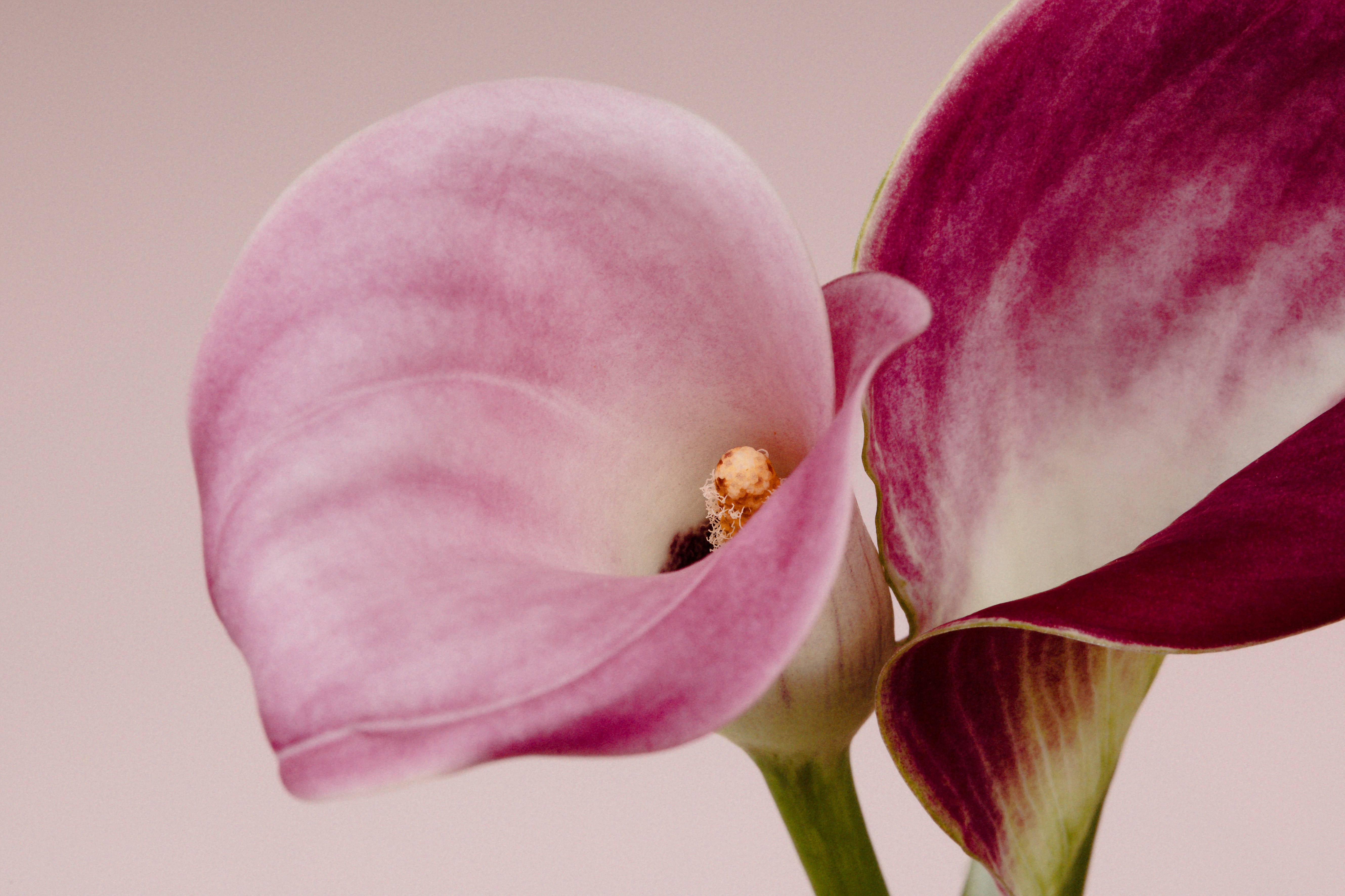 Two Pink And Purple Calla Lilies Against A Light Background HD mobile wallpaper