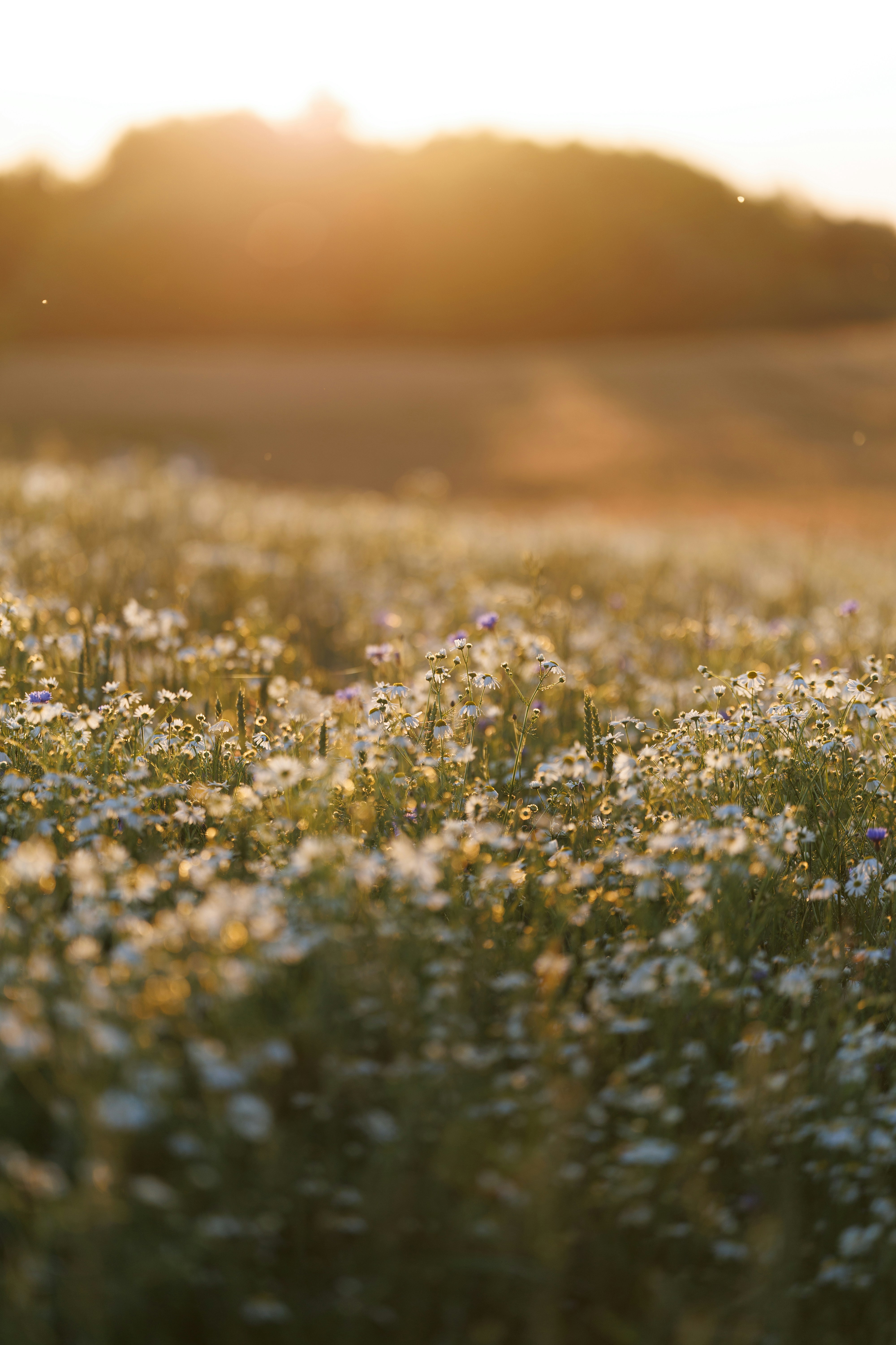 Field Of White Flowers Bathed In Golden Sunset Light. HD mobile wallpaper