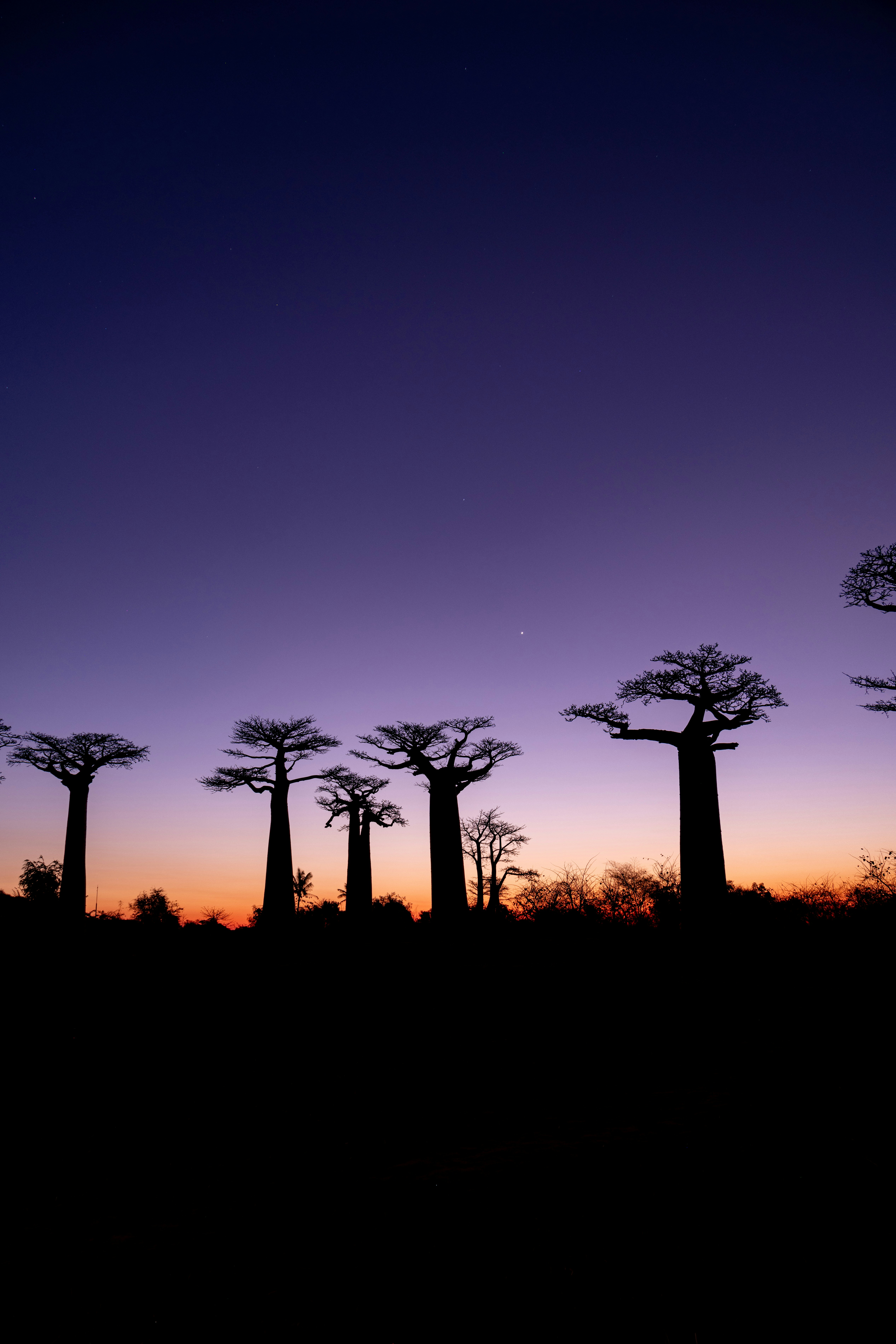 Baobab Tree Silhouettes Against A Vibrant Purple And Orange Sky. HD mobile wallpaper