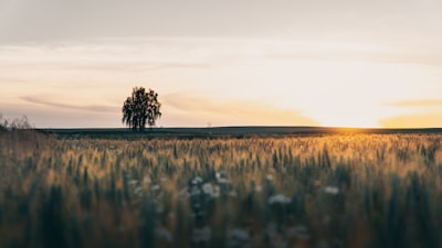 Golden Wheat Field And Lone Tree At Sunset wallpaper preview
