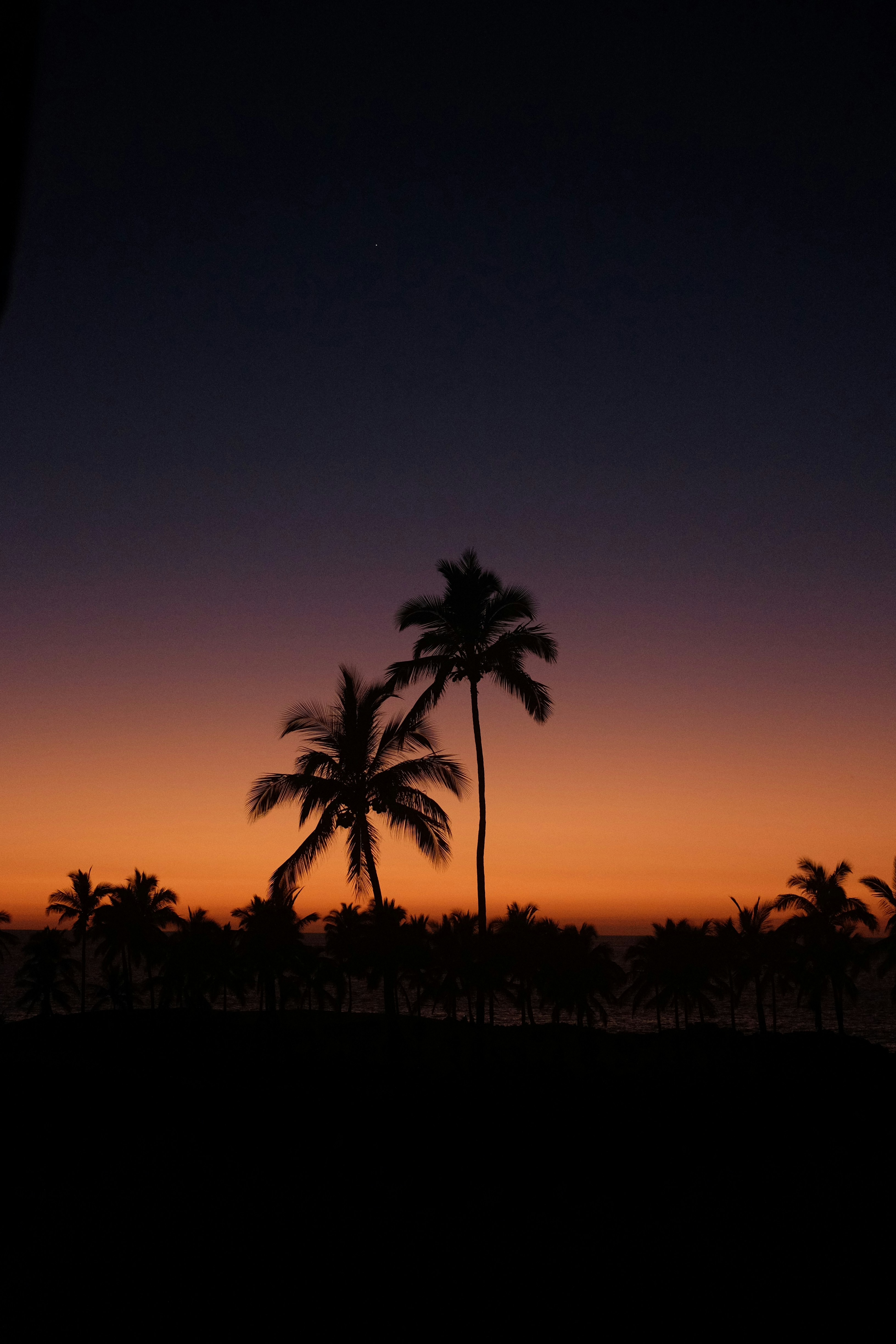 Palm Trees In Front Of Sunset HD mobile wallpaper