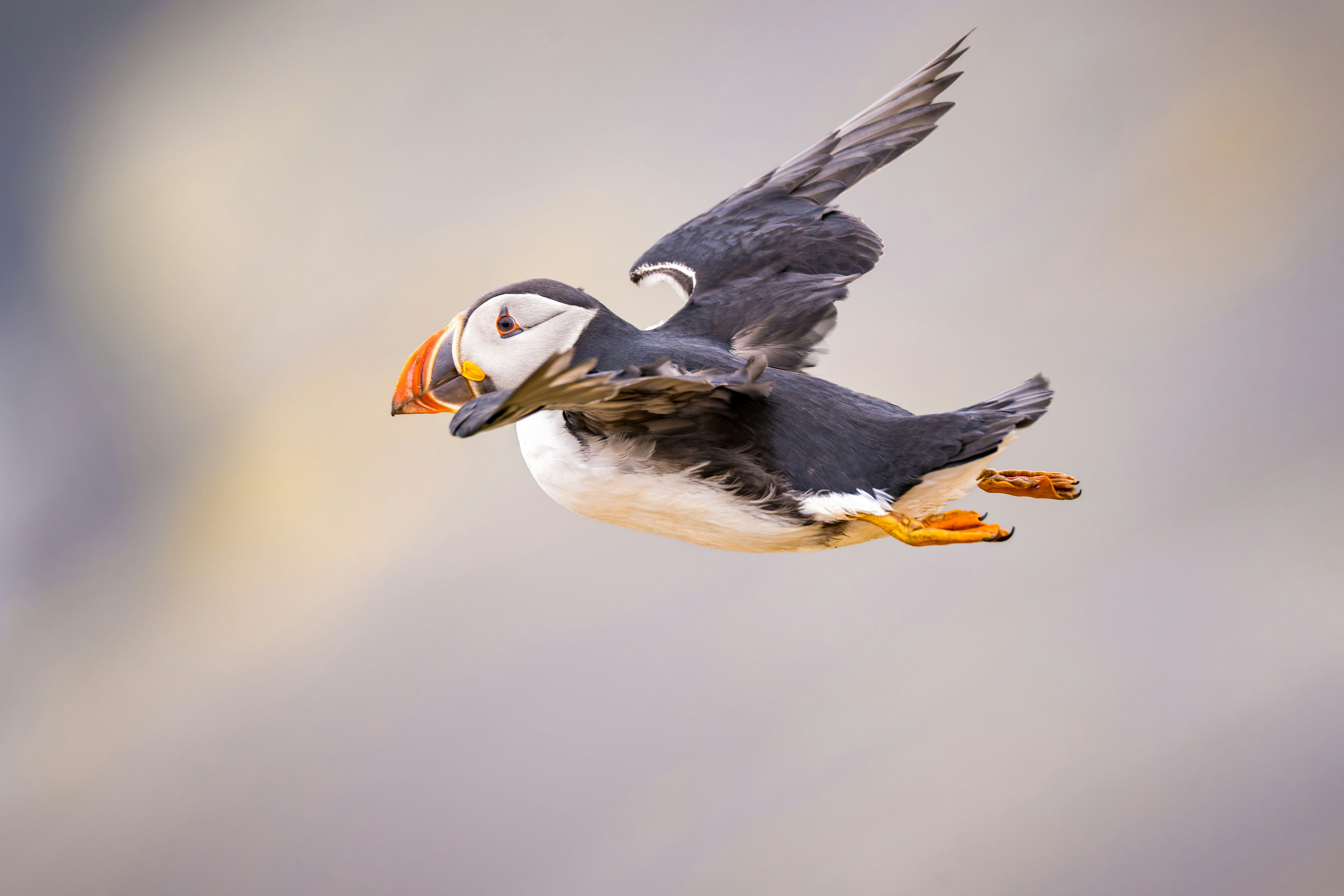 Puffin - Skomer HD mobile wallpaper