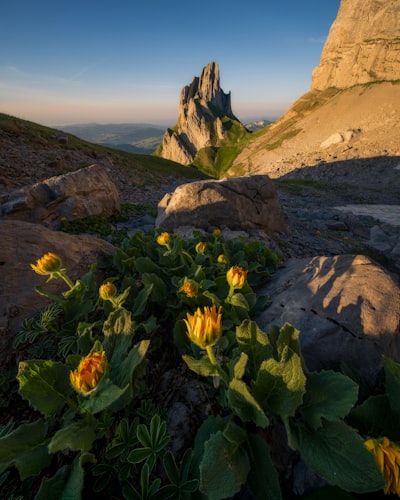 Golden Morning Light Illuminates The Rugged Limestone Peaks Of The Mountains, With An Iconic Peak Rising Dramatically In The Distance. In The Foreground, Vibrant Alpine Flowers Catch The Last Rays Of Sunlight, Adding Warmth And Depth To The Rocky Mountain Landscape. The Combination Of Colorful Wildflowers, Towering Cliffs, And The Tranquil Atmosphere Of Sunrise Creates A Striking Contrast Between Delicate Nature And The Raw Power Of The Mountains. wallpaper preview