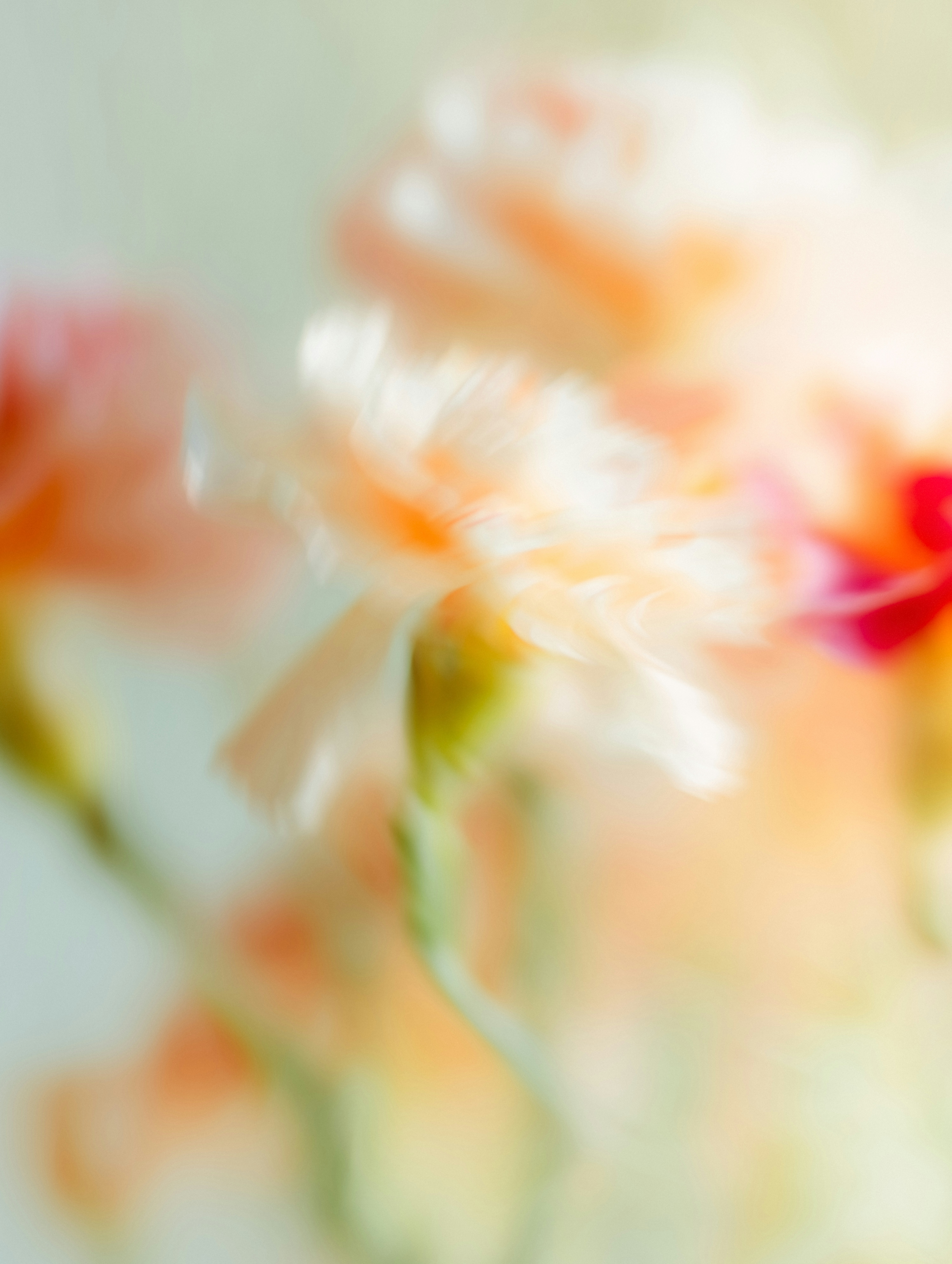 Https://planetvolumes.gumroad.com/l/Floral HD mobile wallpaper