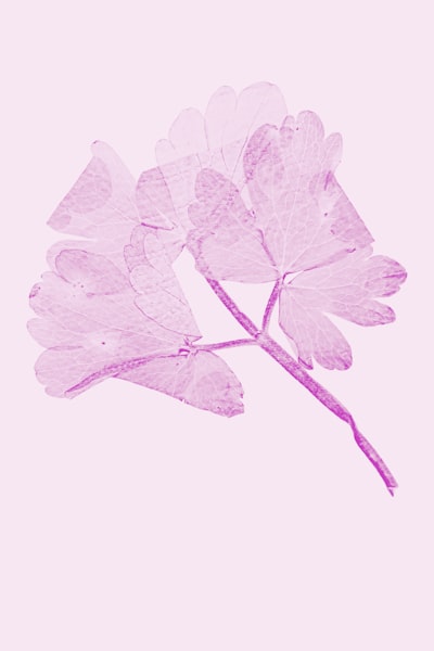 Pressed Flower wallpaper preview