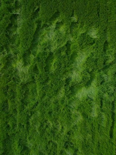 沉靜的綠色紋理苔藓背景
