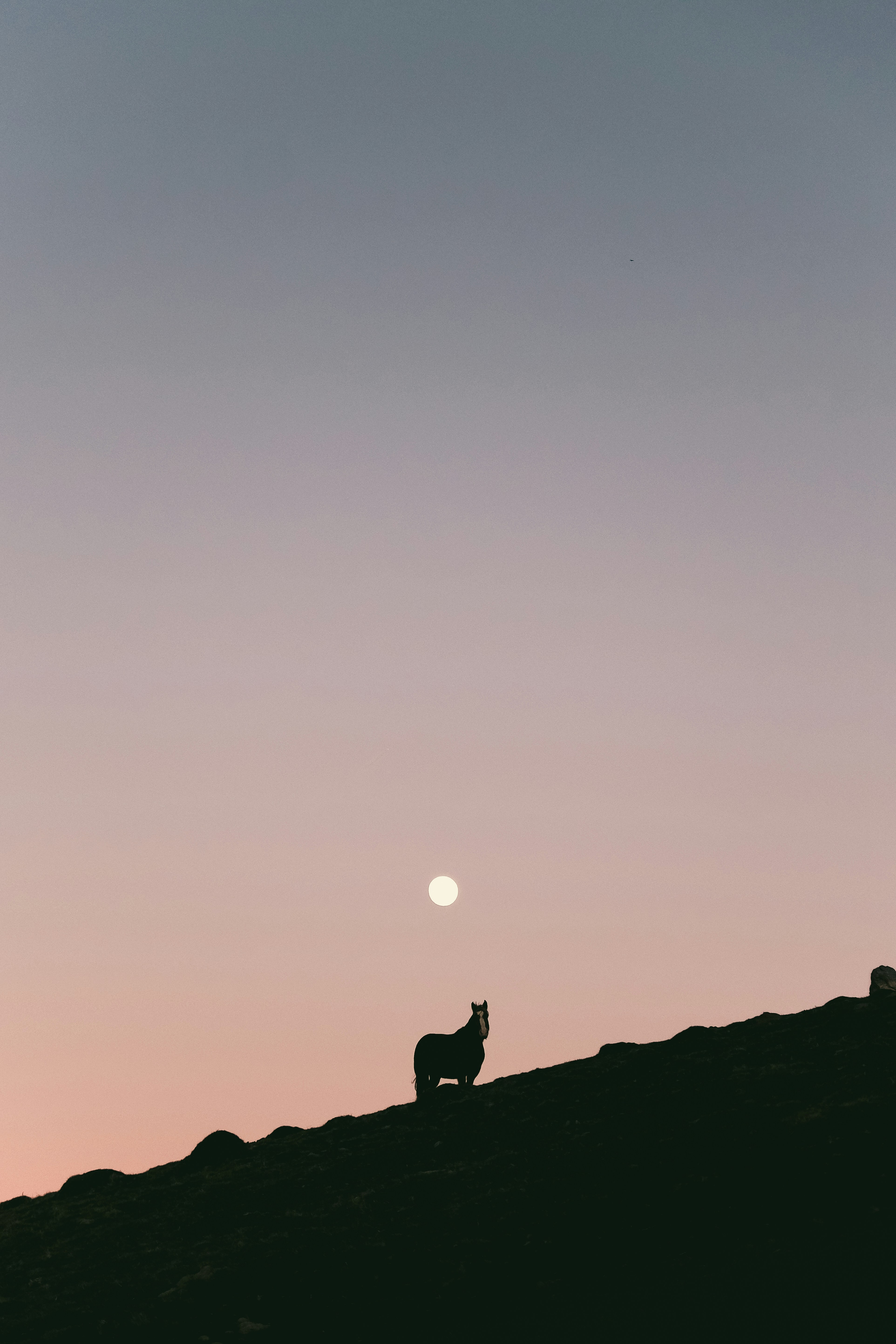 A Silhouetted Horse Stands On A Hill Under The Moon. HD mobile wallpaper