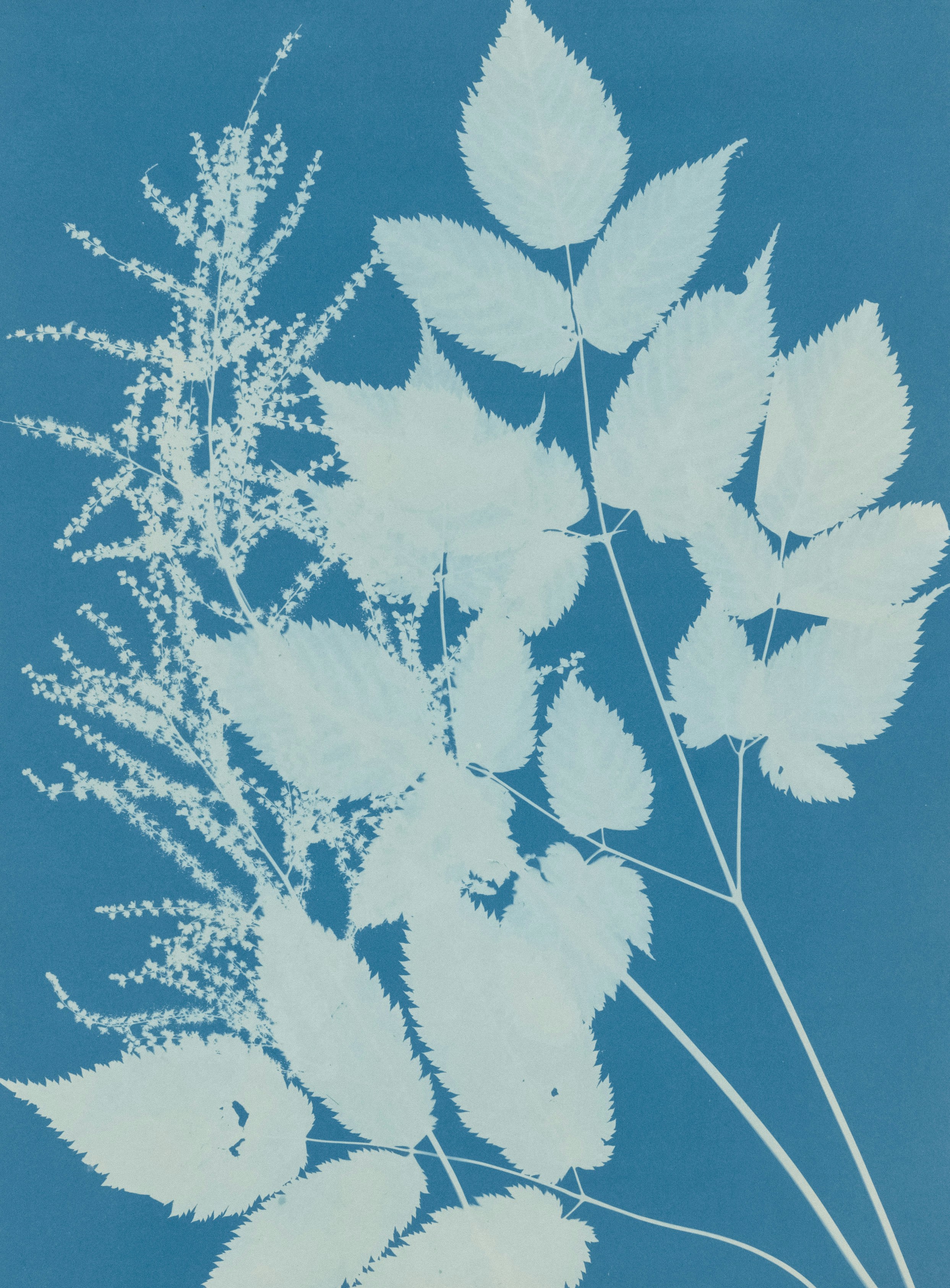 题名：山毛櫸之花（特罗尔），作者：安娜·艾汀斯（英国，1799-1871），年代：1851-54，媒介：青色印相，尺寸：35.1X24.6厘米，分类：摄影，馆藏来源：2004年阿尔弗雷德·斯蒂格利茨会员捐赠，馆藏编号：2004.172，馆藏单位：摄影部手机壁纸高清图片
