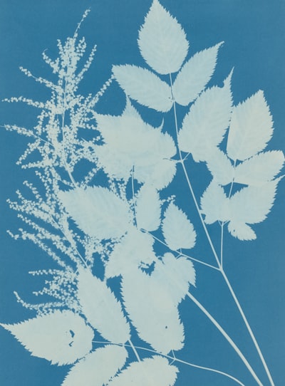 題名：山毛櫸之花（特罗尔），作者：安娜·艾汀斯（英国，1799-1871），年代：1851-54，媒介：青色印相，尺寸：35.1X24.6厘米，分类：摄影，馆藏来源：2004年阿尔弗雷德·斯蒂格利茨会员捐赠，馆藏编号：2004.172，馆藏单位：攝影部