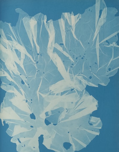 《乌吞藻》安娜·阿金斯（英籍，1799-1871）摄于大约1853年，采用蓝色版印法，尺寸为25.3厘米×20厘米。壁纸预览