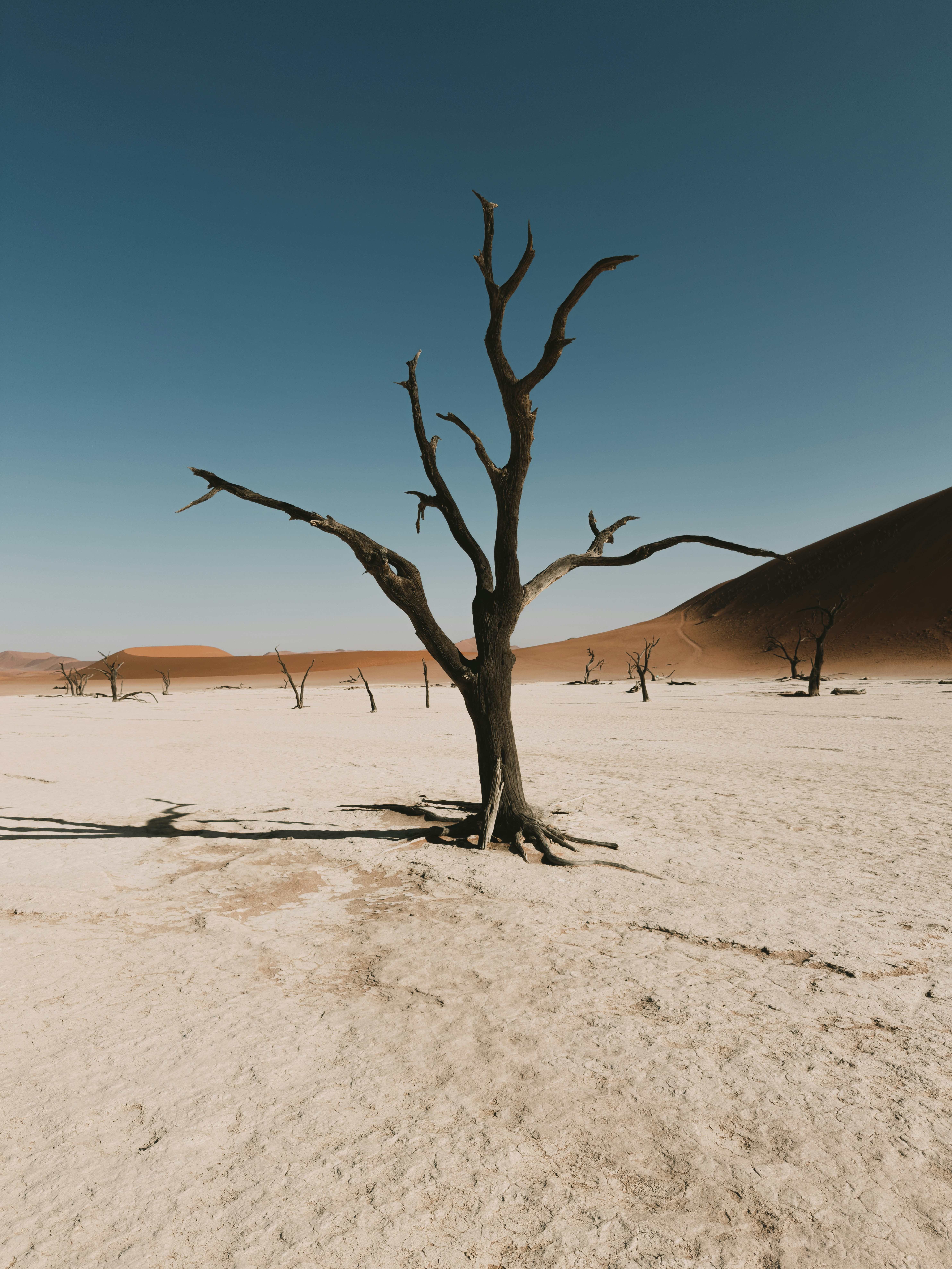A Solitary Dead Tree In A Vast Desert Landscape. HD mobile wallpaper