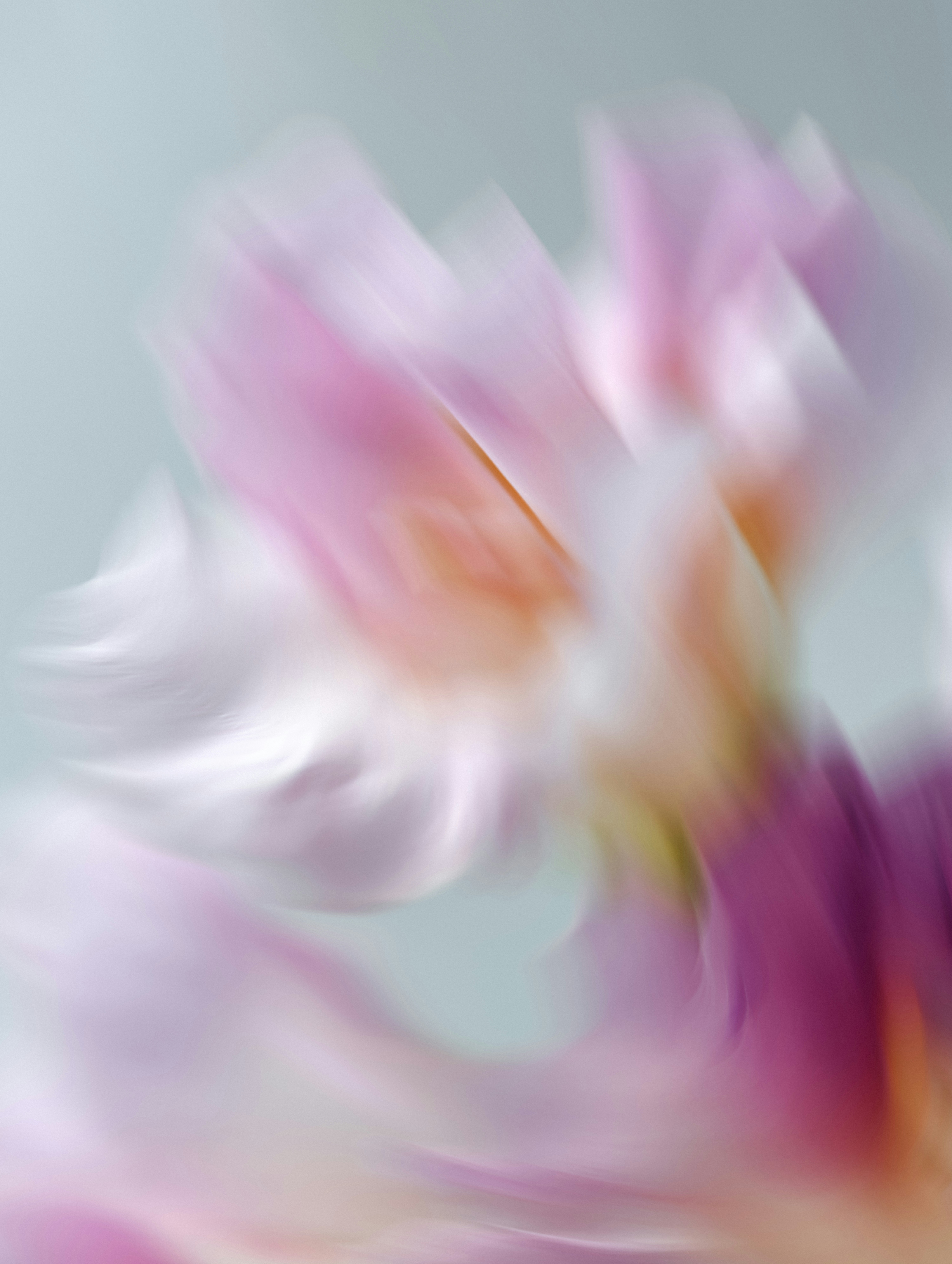 Https://planetvolumes.gumroad.com/l/Floral HD mobile wallpaper