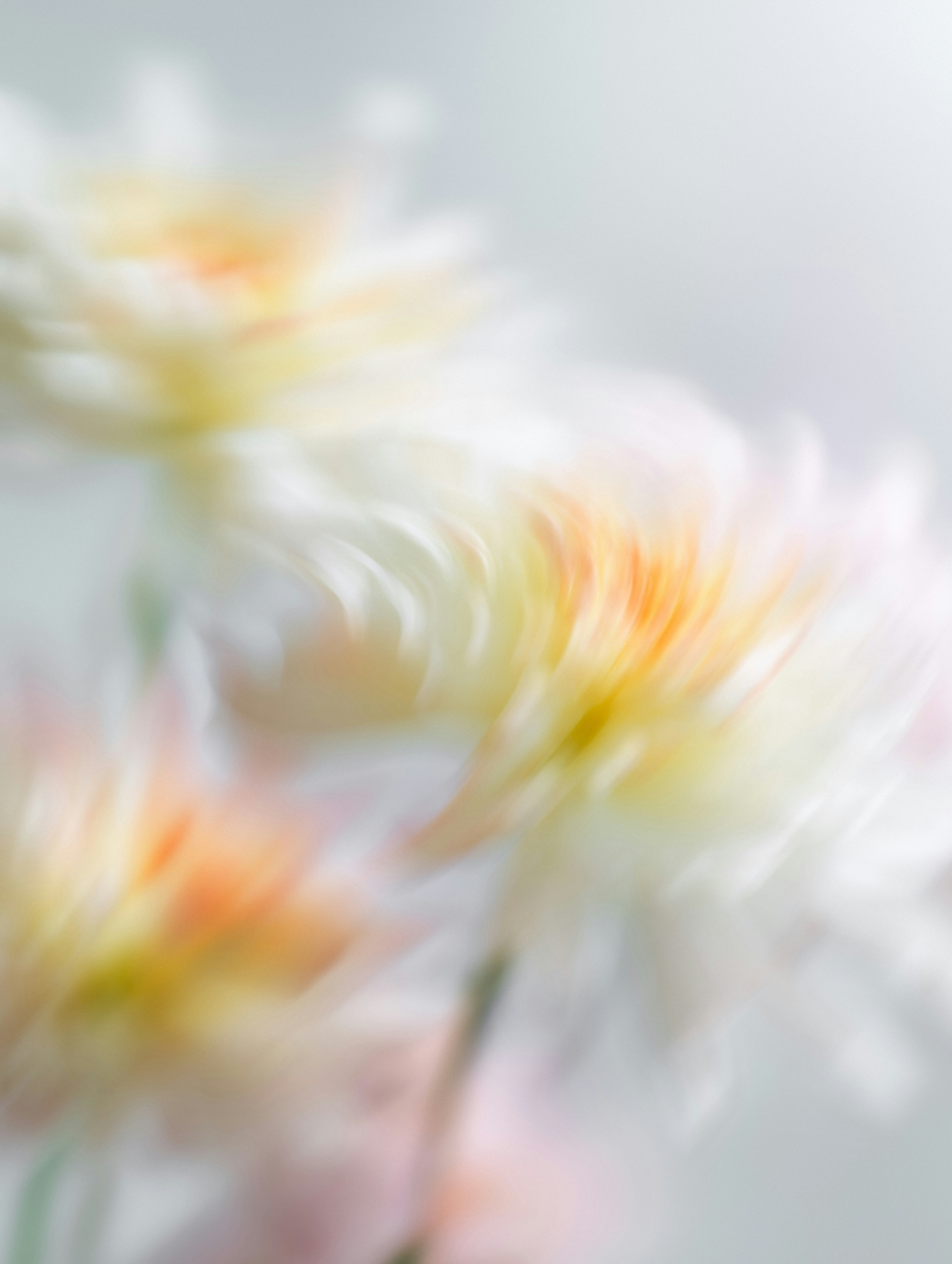 Https://planetvolumes.gumroad.com/l/Floral HD mobile wallpaper