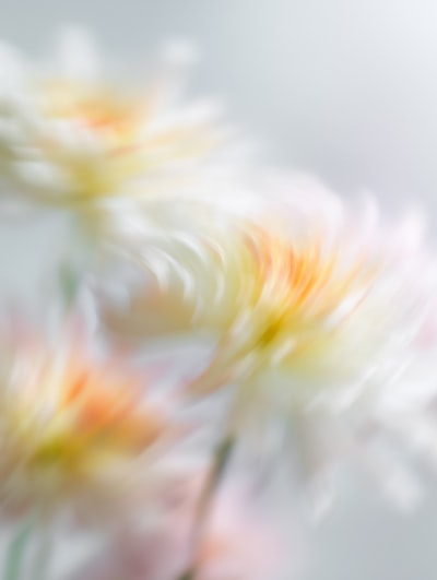 Https://planetvolumes.gumroad.com/l/Floral wallpaper preview