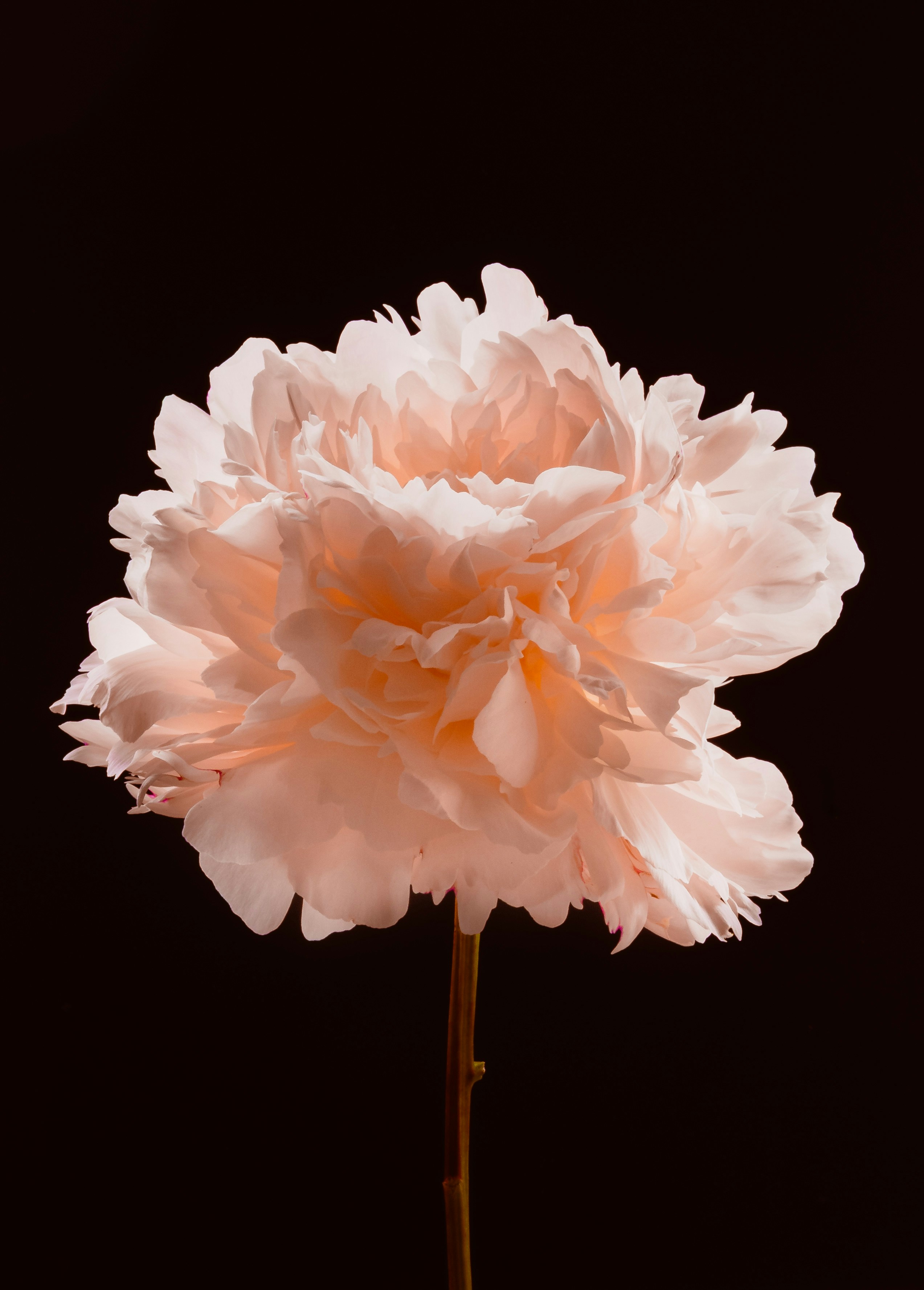 Light Pink Peony Flower Against A Dark Background. HD mobile wallpaper