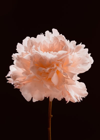 Light Pink Peony Flower Against A Dark Background. wallpaper preview