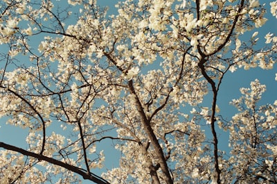 White Blossoms On Tree Branches Against A Clear Blue Sky. wallpaper preview