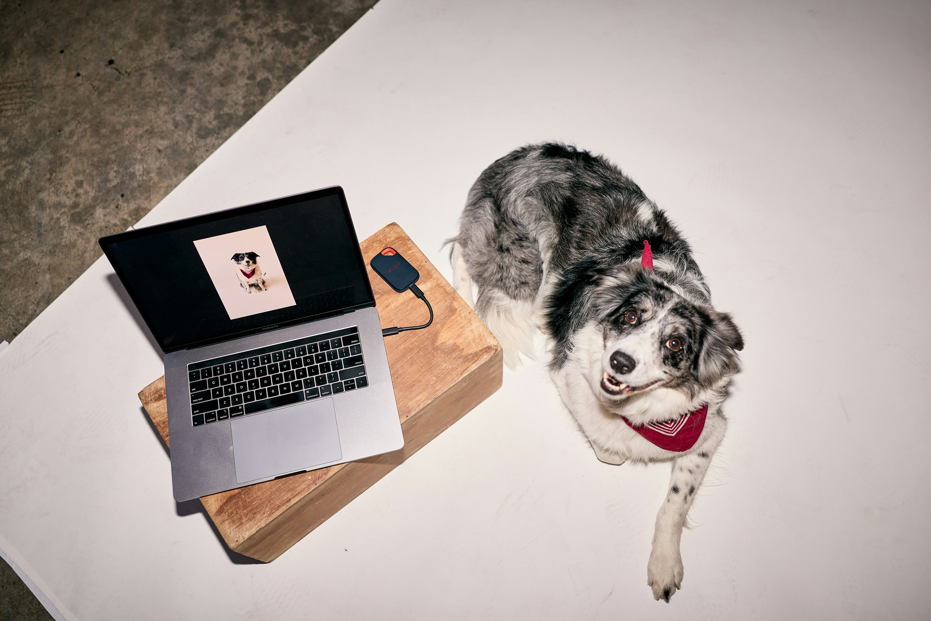 A Speckled Dog And Laptop On A White Studio Floor. HD mobile wallpaper