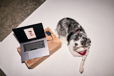 A Speckled Dog And Laptop On A White Studio Floor. wallpaper preview