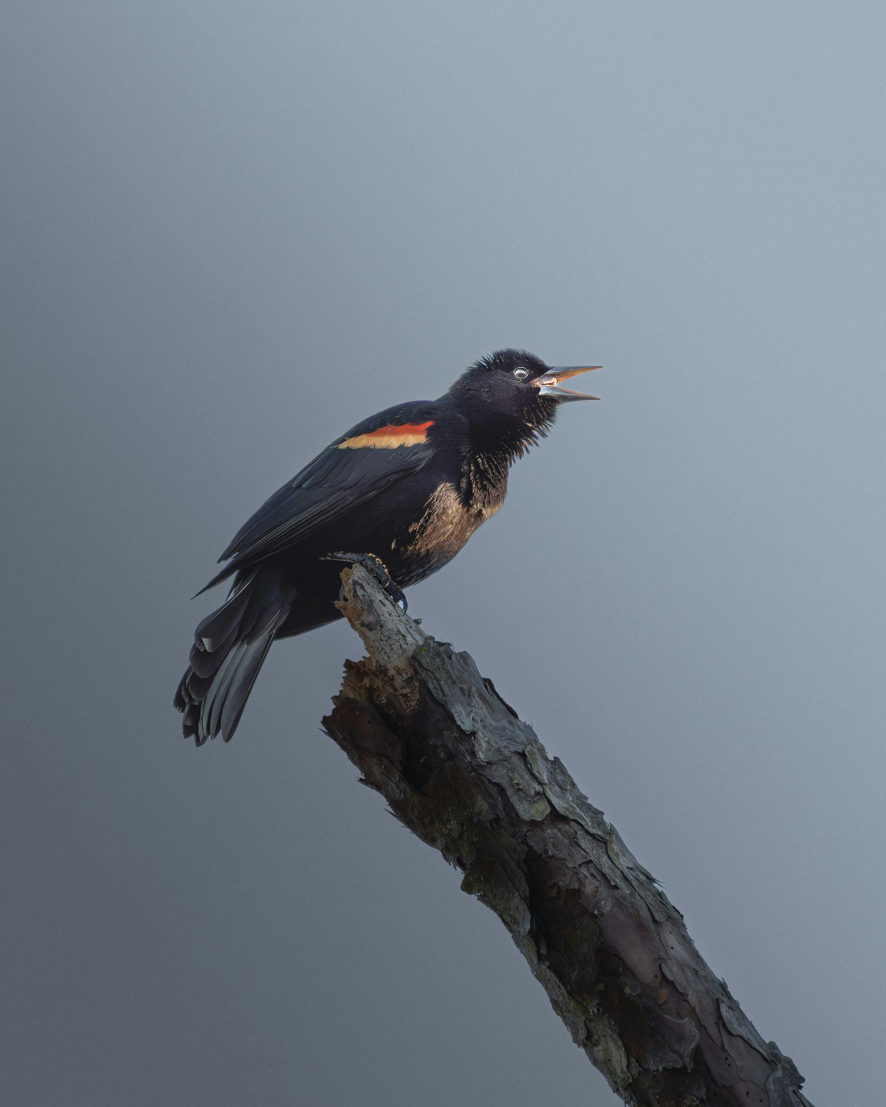 A Male Red-winged Blackbird Perched On A Weathered Branch, Calling Into The Open Sky. The Minimal Background And Soft Light Emphasize The Bird’s Iconic Red Shoulder Patch And Expressive Posture, Capturing A Quiet Moment Of Wild Communication. HD mobile wallpaper